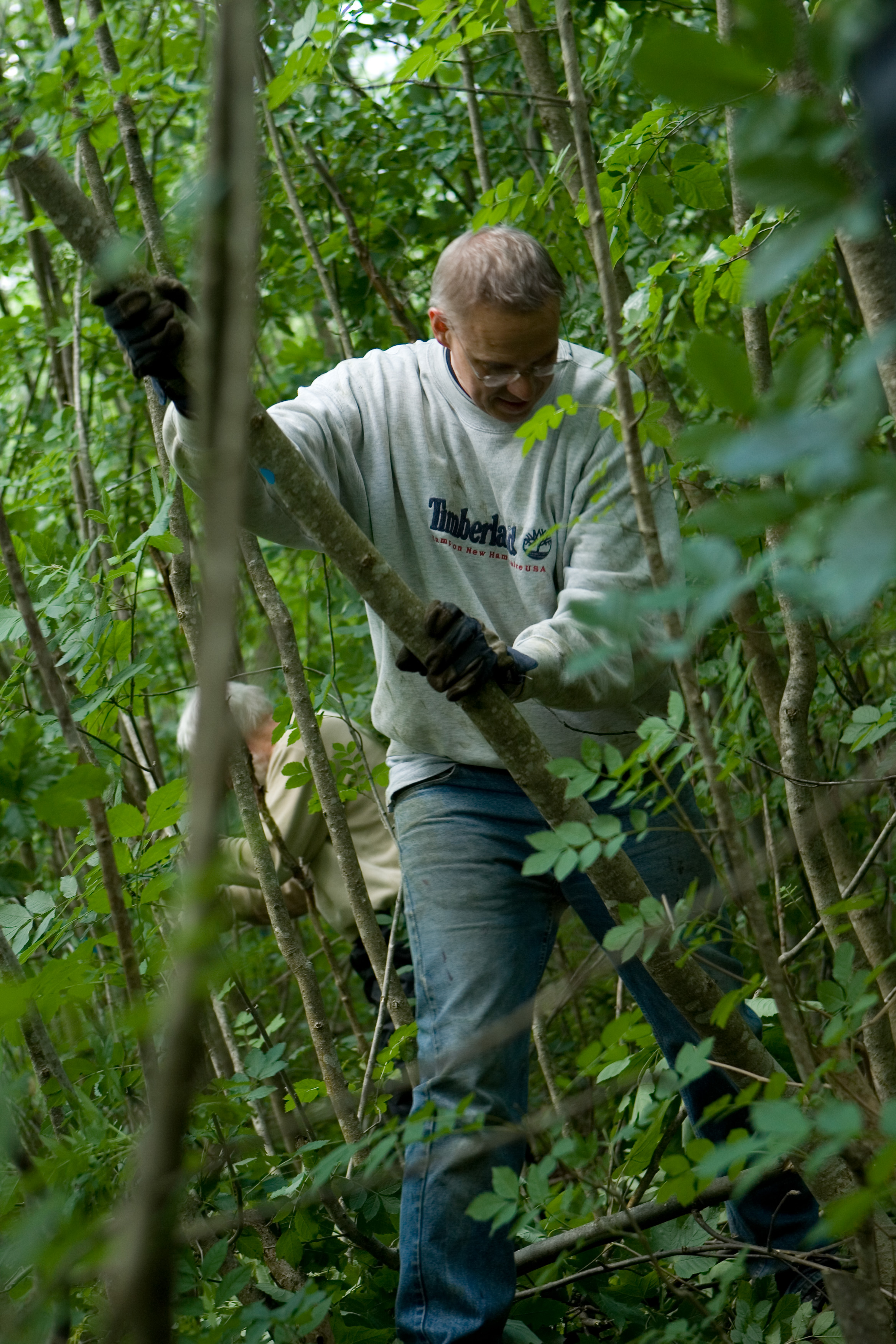 Eine Person entnimmt einen Baum im Wald zugunsten einer Esche