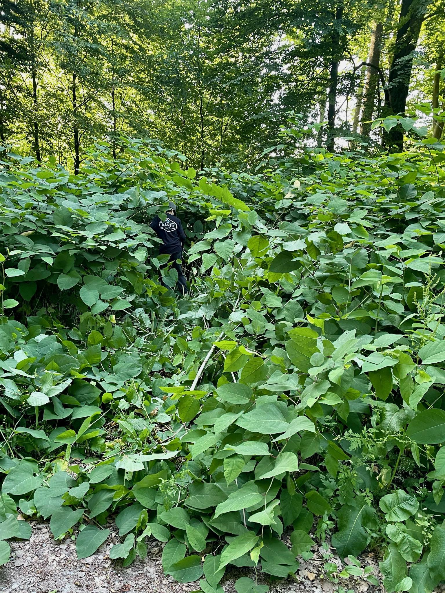 Suchbild im Staudenknöterich Ein Mensch inmitten von ihm überragendem Staudenknöterich