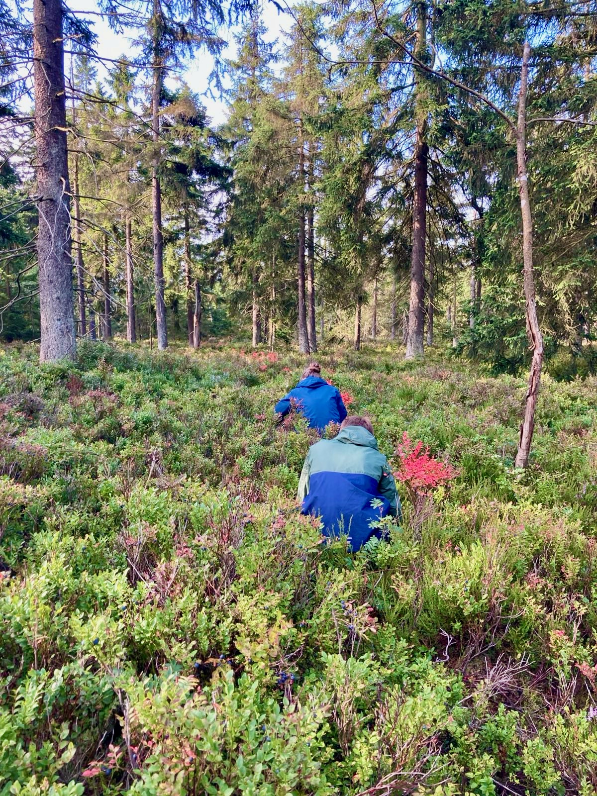 Mehrere Menschen sitzen hintereinander in der Hocke in den Heidelbeeren.