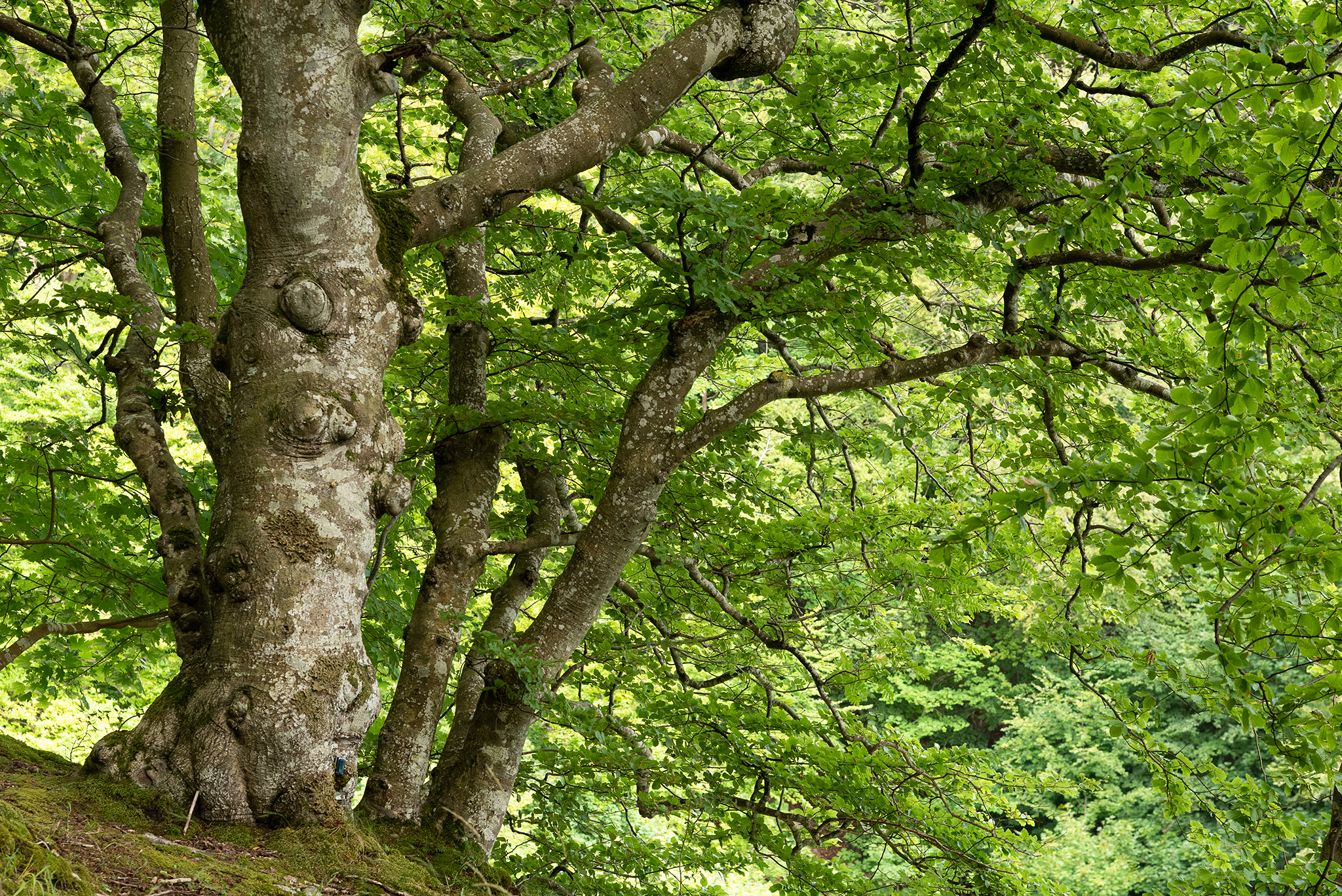 eine alte Buche im Laubwald