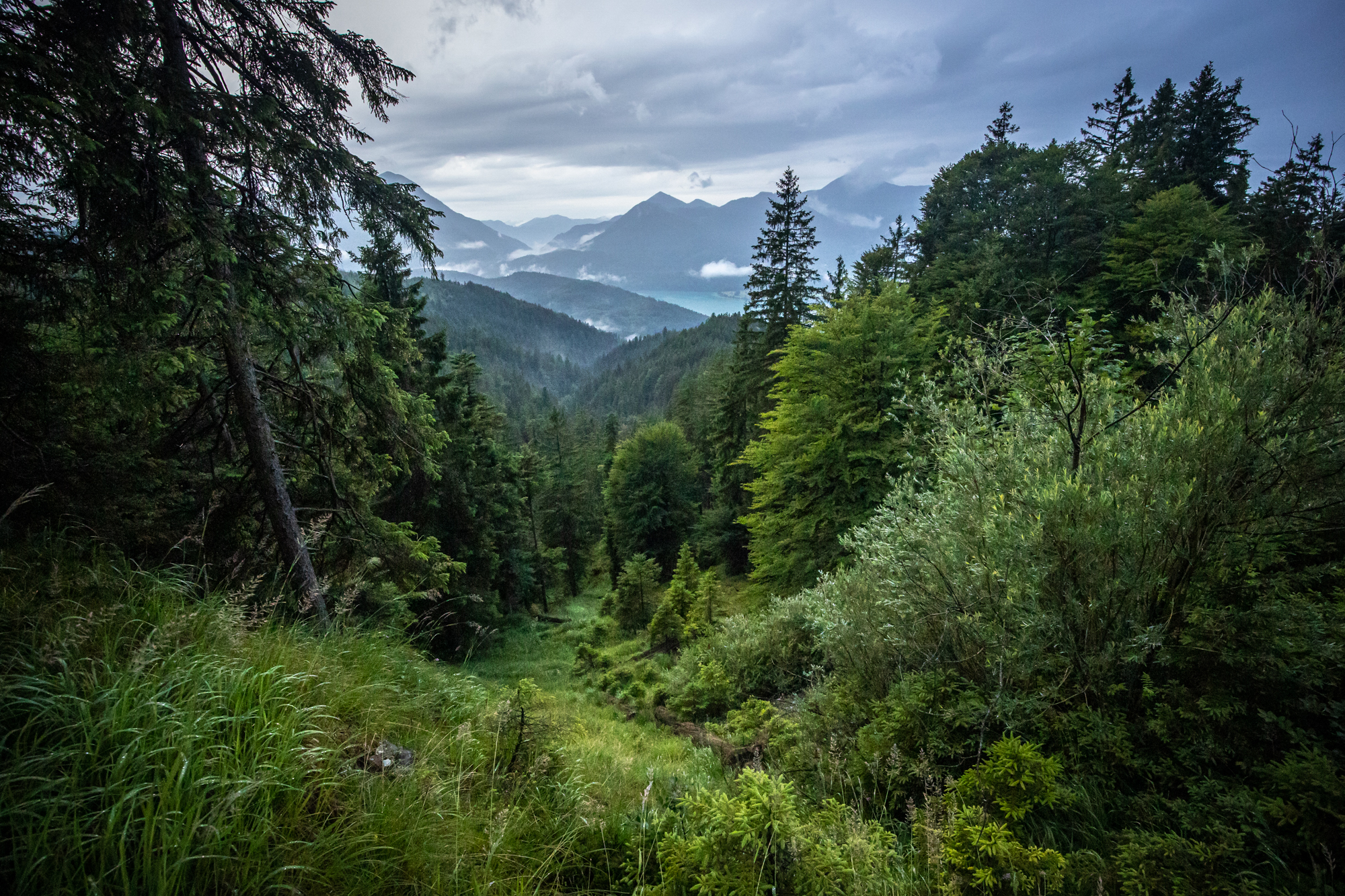 Waldlandschaft_BadToelz_Bergwaldprojekt.jpg Blick in eine verwunschene Waldlandschaft