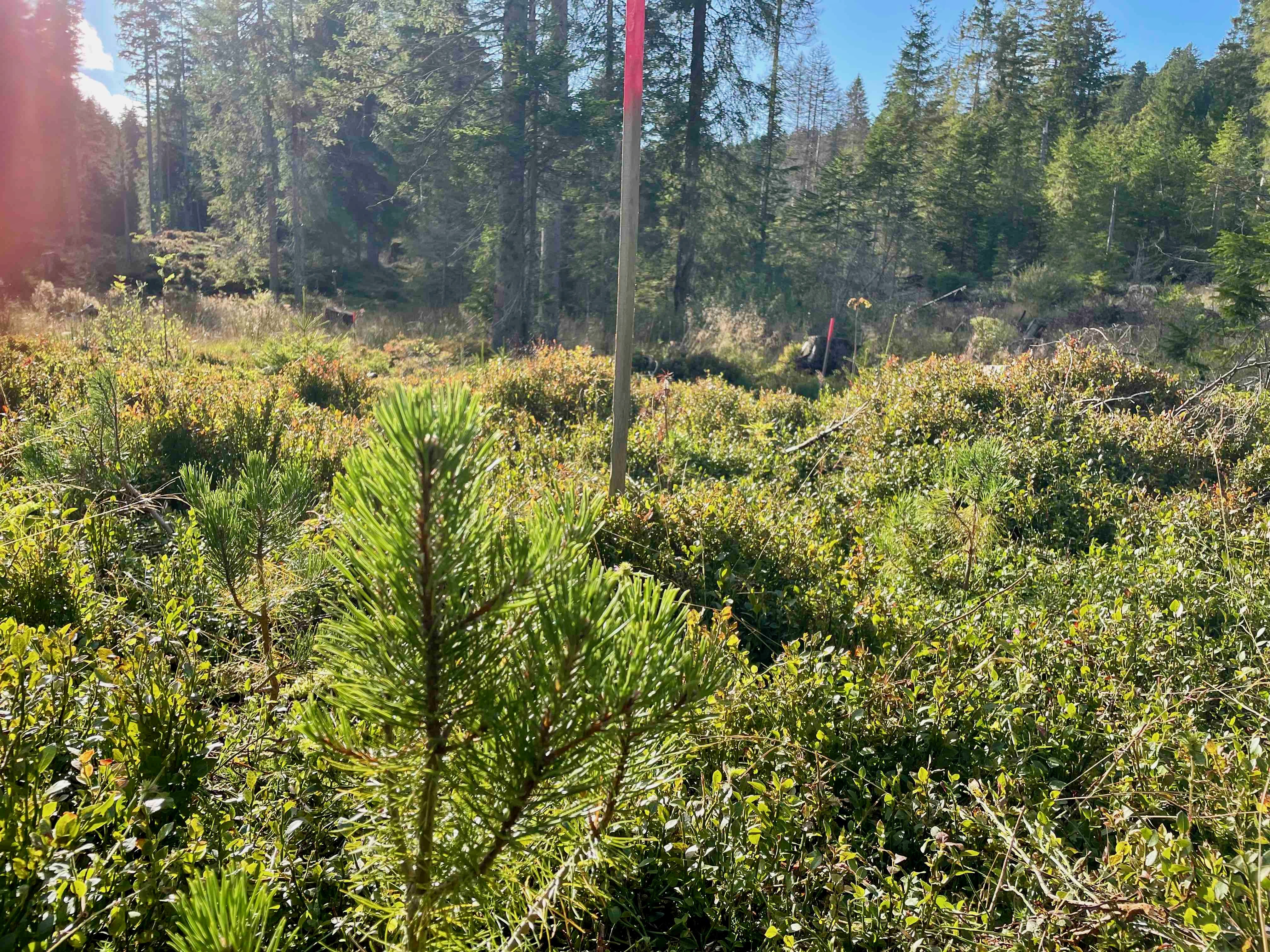 Eine kleine Spirke steht in einer offenen Moorlandschaft