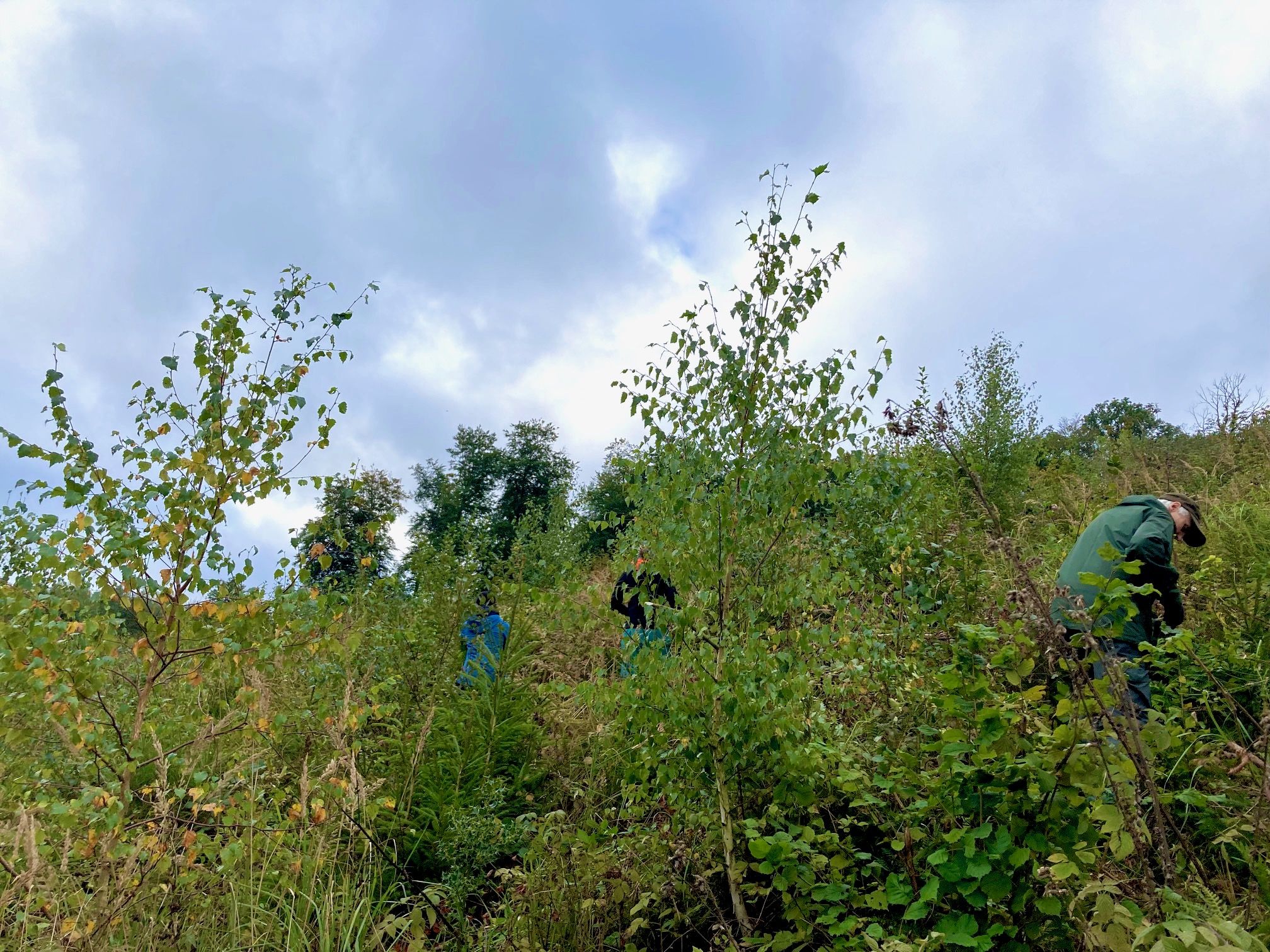 Ein sanfter Hügel mit Laubwalddickungen, darin verschwinden einige Menschen