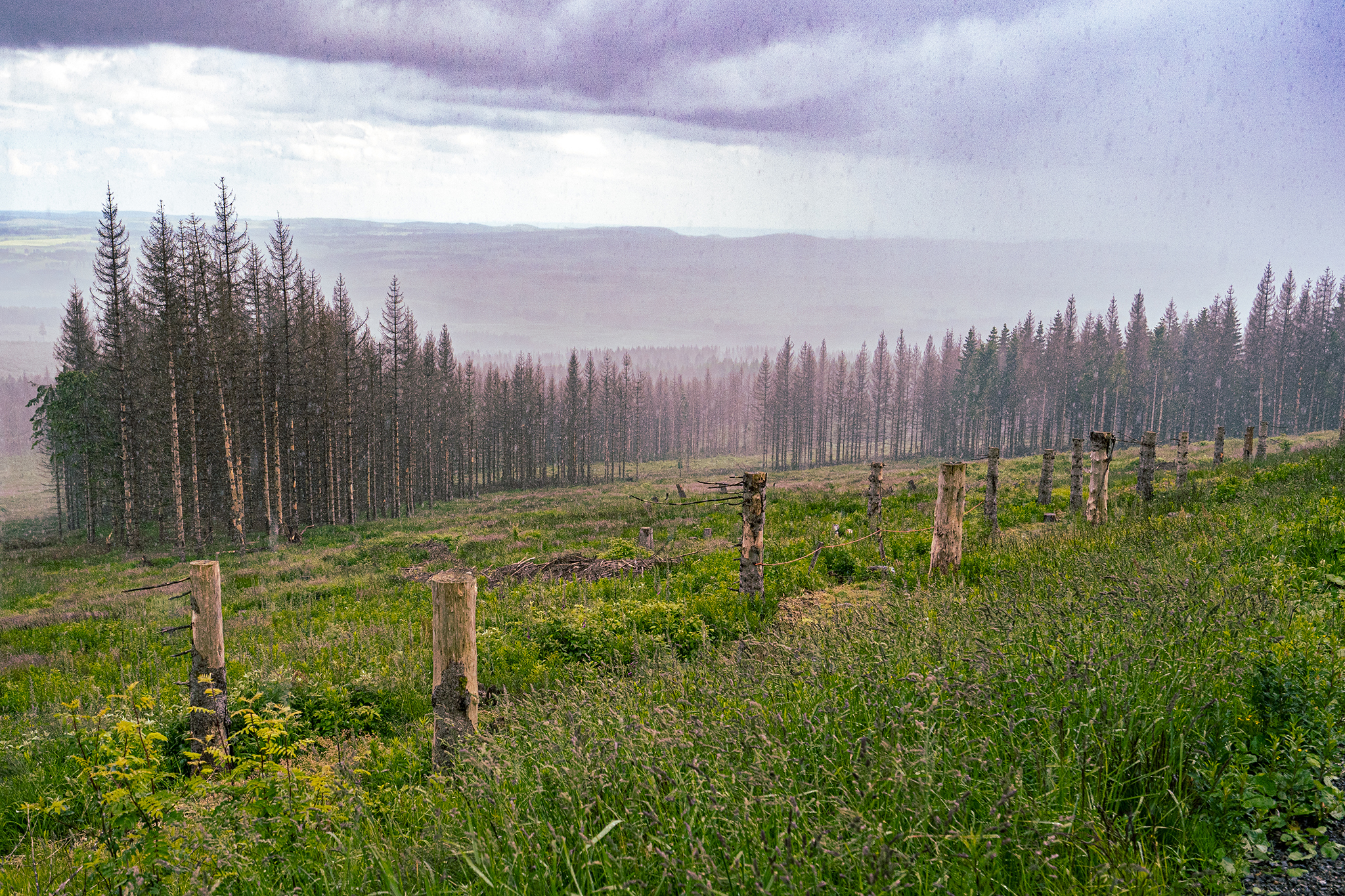 abgestorbene Fichten