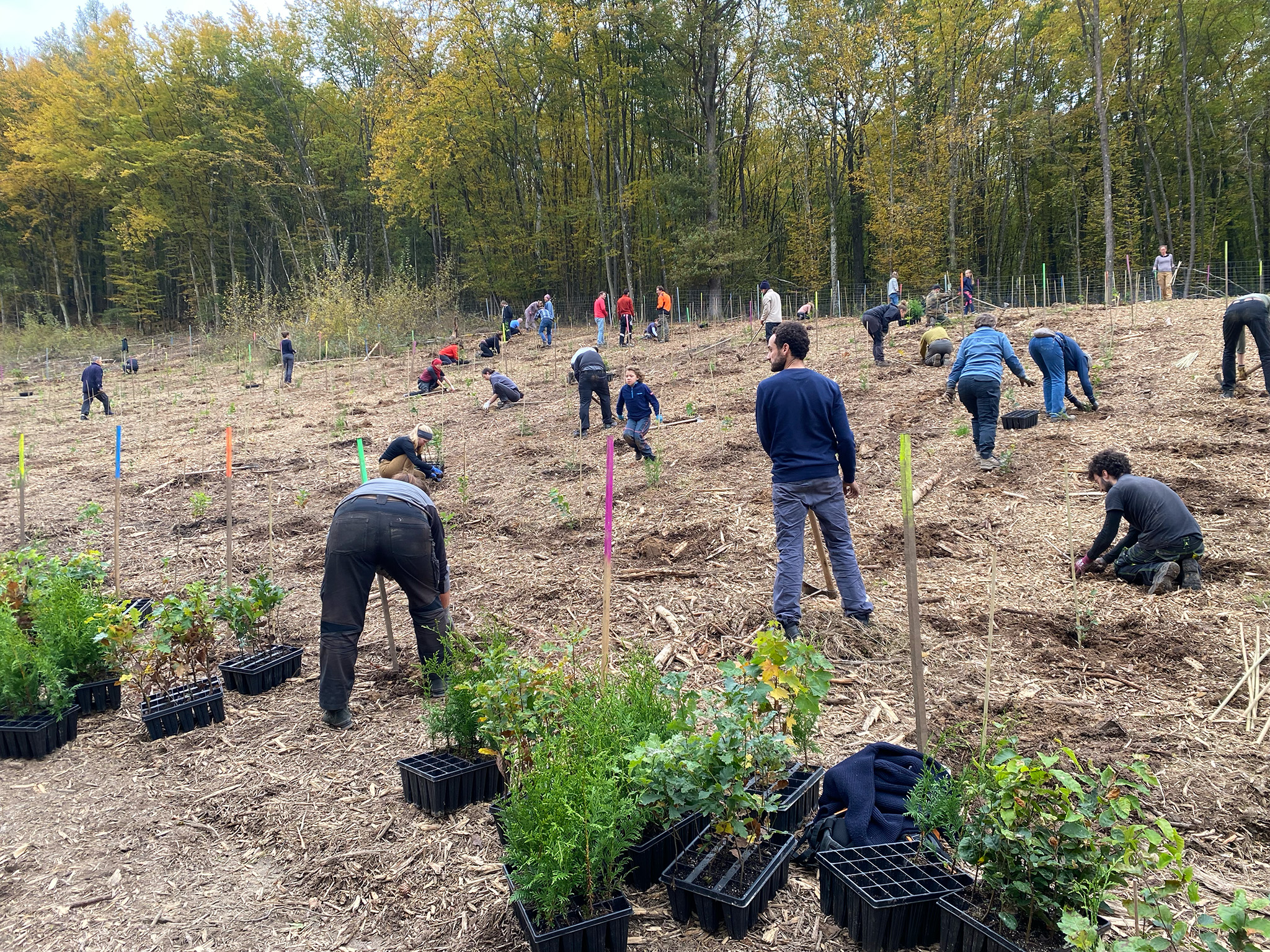 Gruppe pflanzt standortheimische Bäume