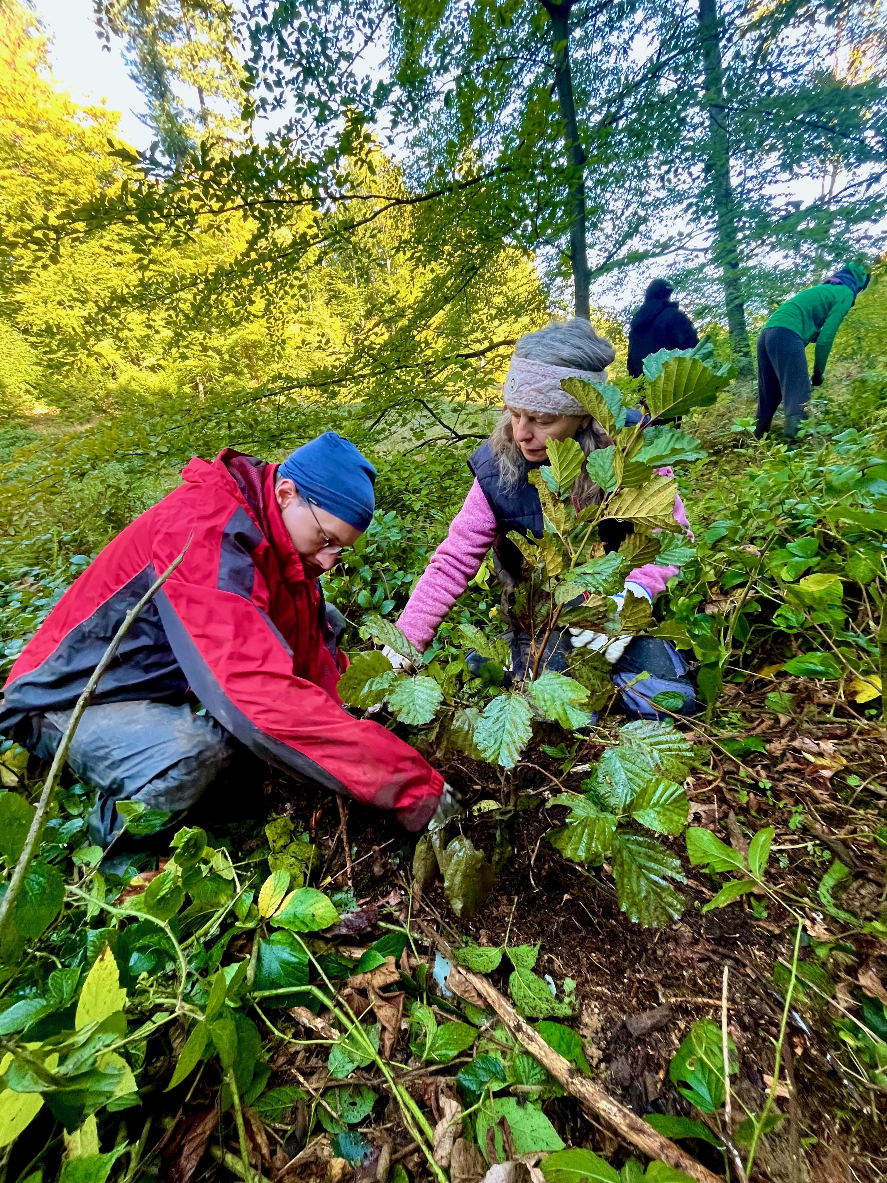 Zwei knieende Menschen und eine großblättrige junge Erle