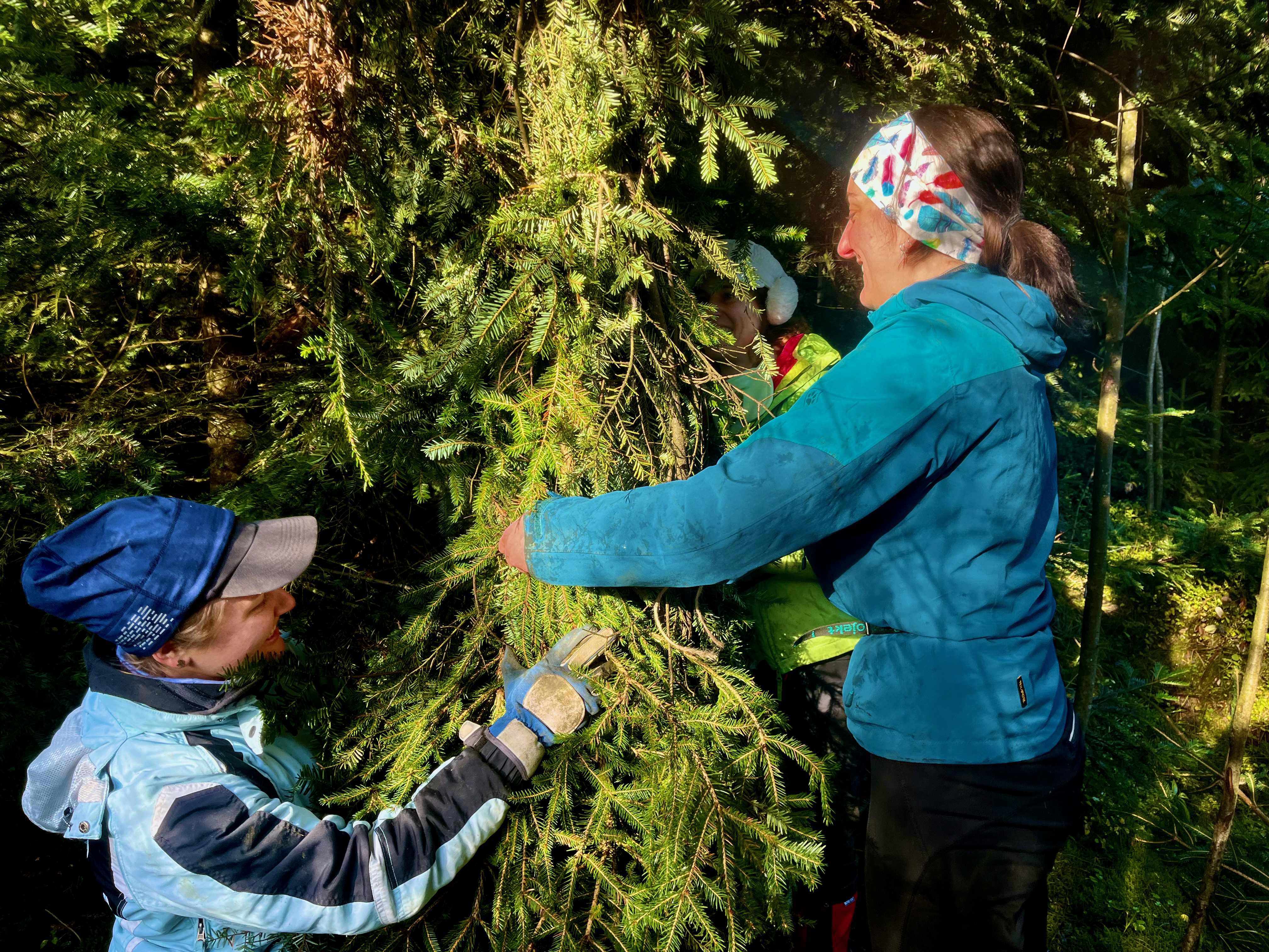 Zwei Frauen binden einem Nadelbaum Zweige um den Stamm