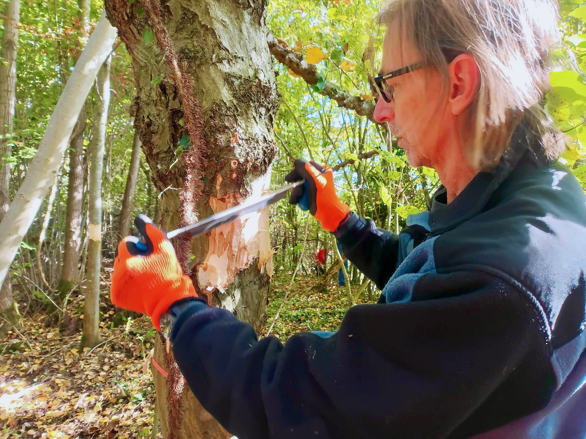 Mann schält im Stehen auf Brusthöhe mit einem Werkzeug die Rinde eines Laubbaumes
