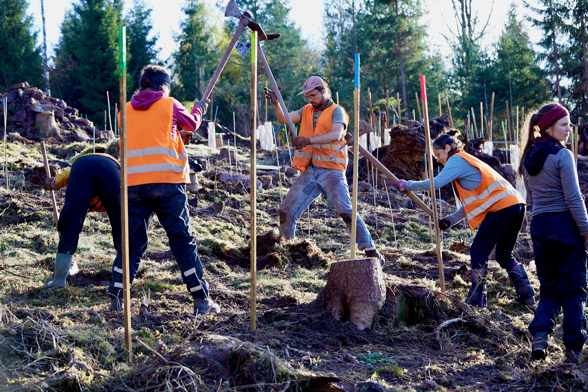 Im Hintergrund Nadelwald, vorne zwischen Stangen Menschen in Warnjacken mit Pflanzhacken
