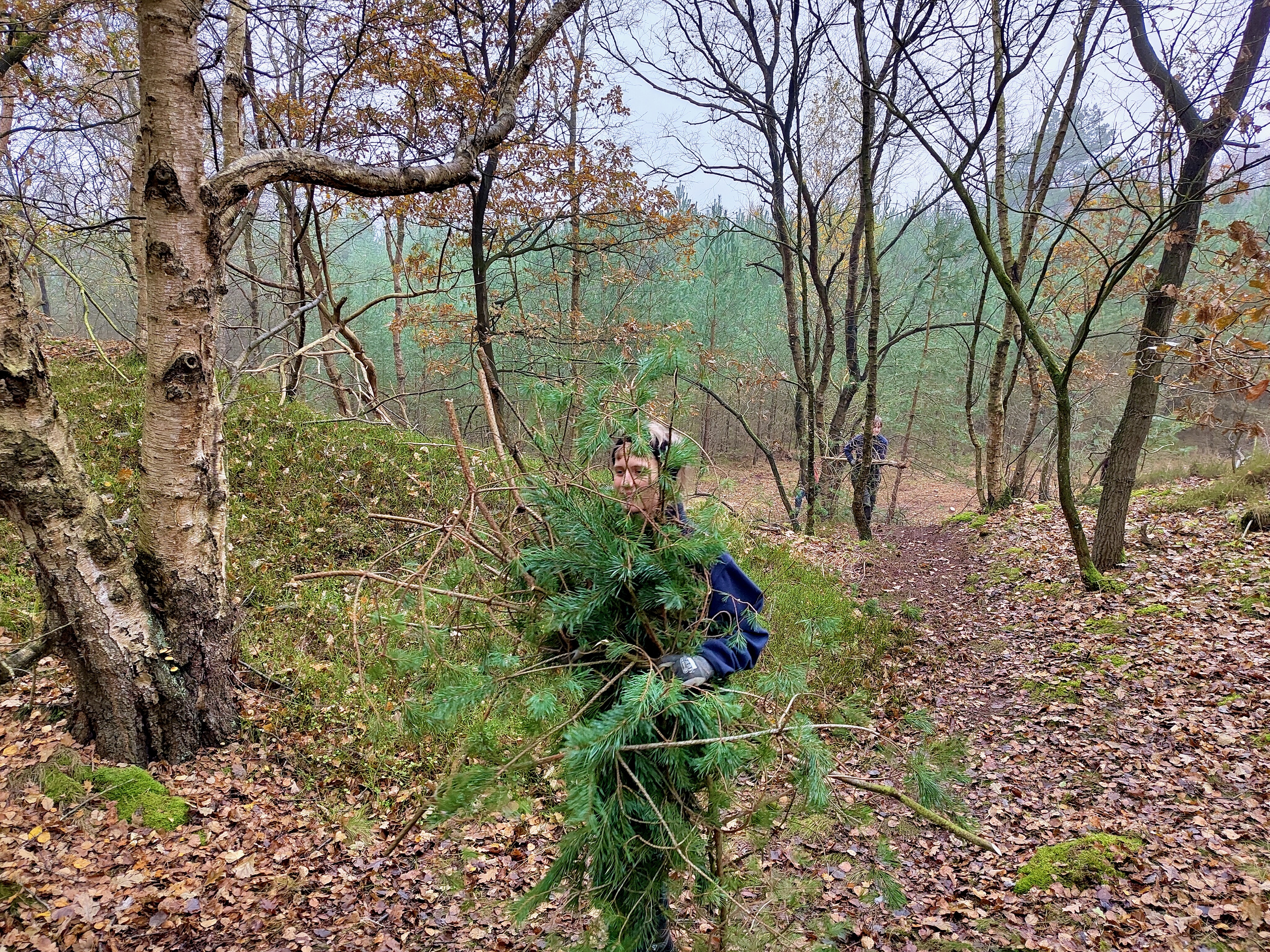 Mensch trägt Kiefernreisig vor sich her, das Gesicht ist dahinter verborgen