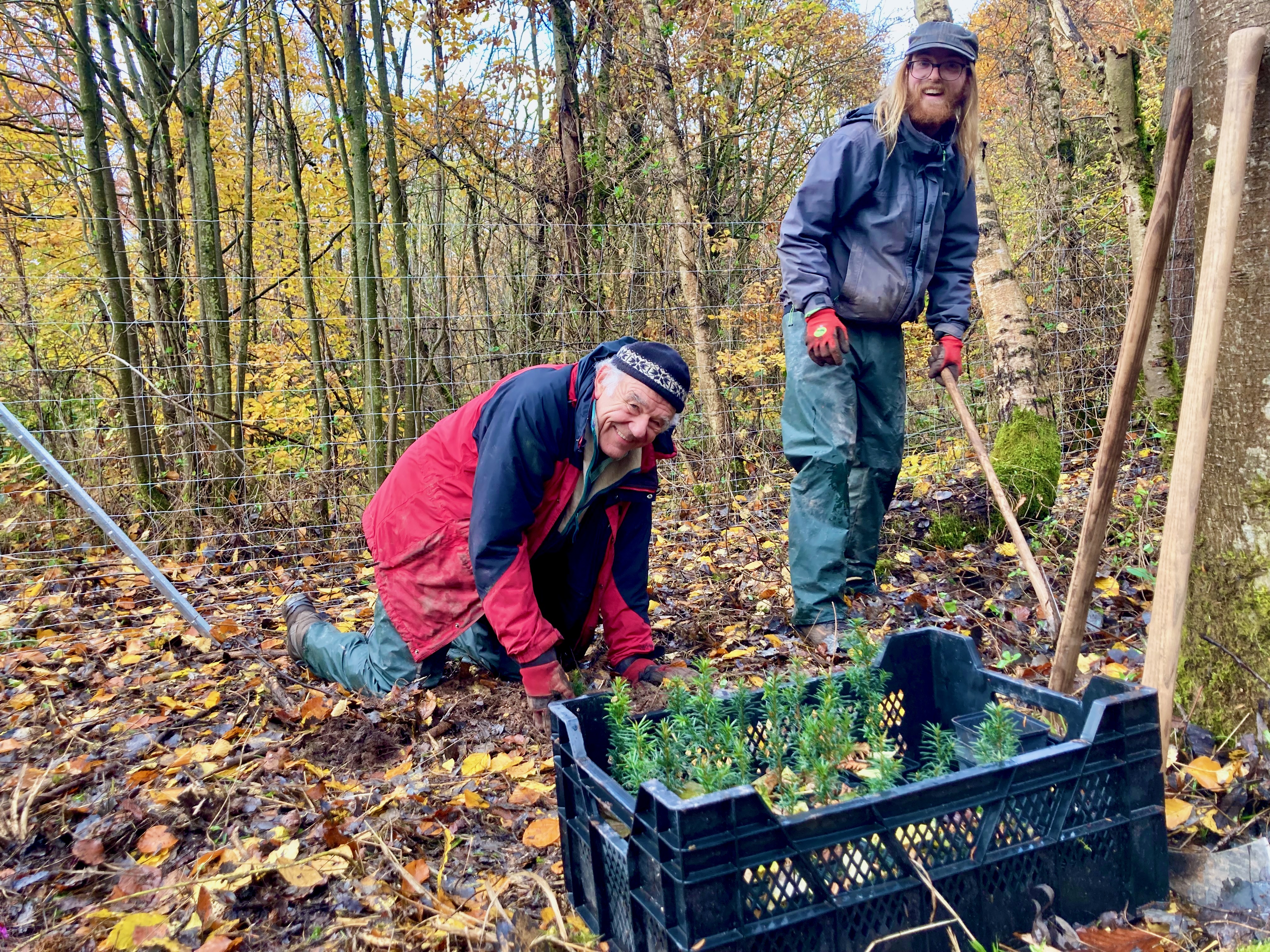 Hinter einer Kisten mit kleinen Eiben zwei Männer beim Pflanzen