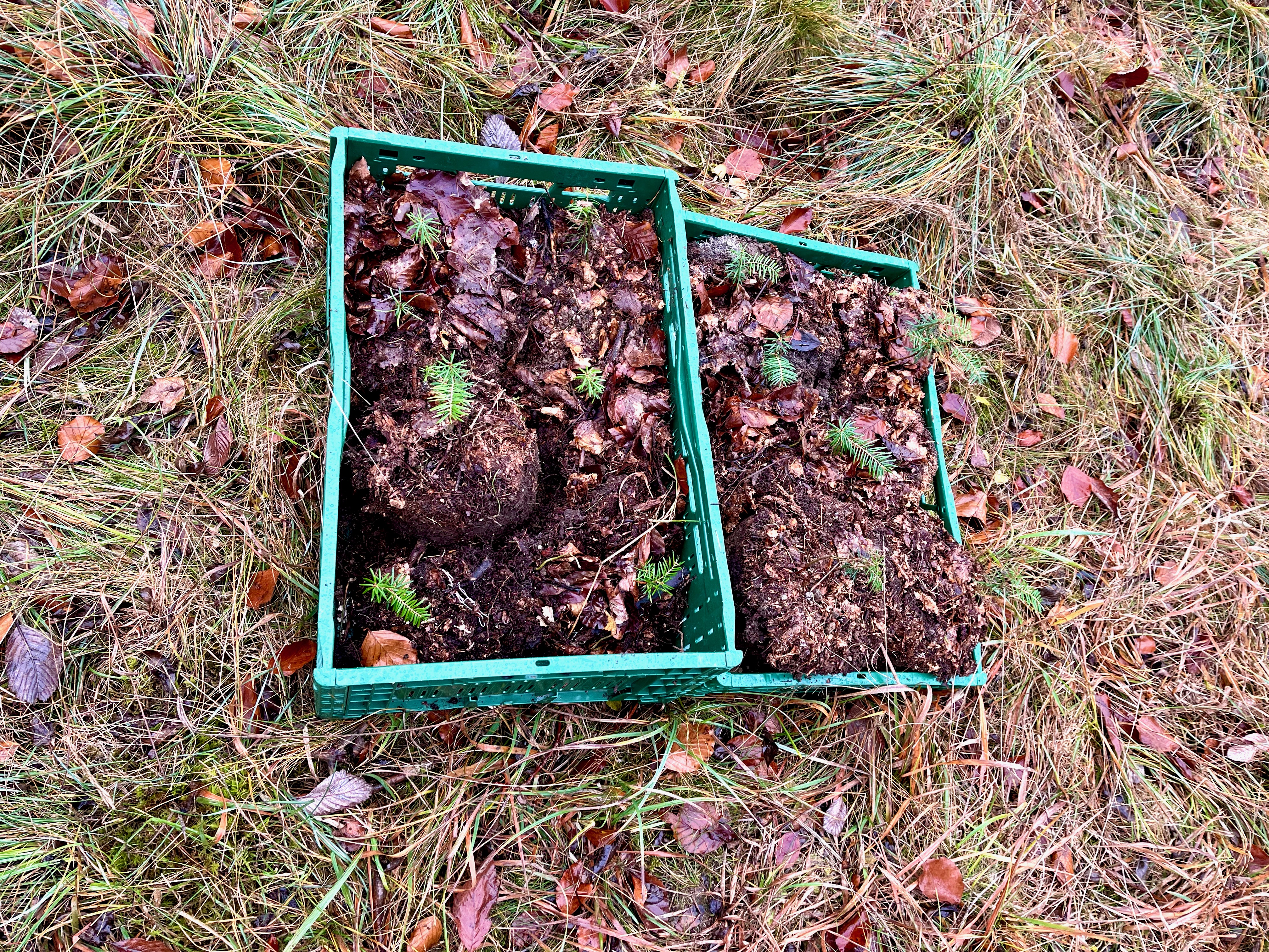 Zwei Kisten Wildlinge Zwei Kisten mit viele Erde und Laub und sechs kleine Tannen darin