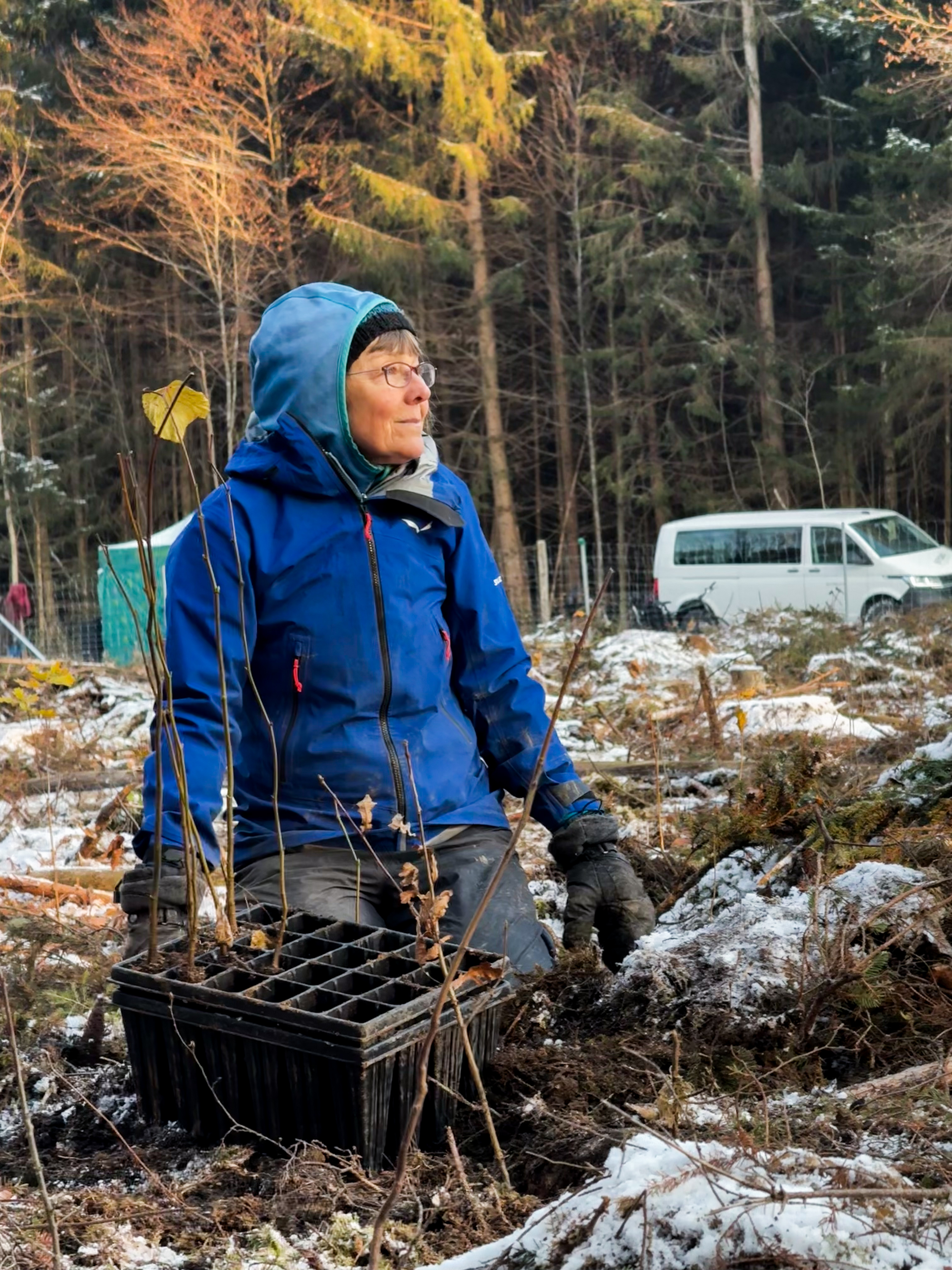 Mit der Sonne im Gesicht pflanzt es sich besser Person pflanzt Eichen im Schnee