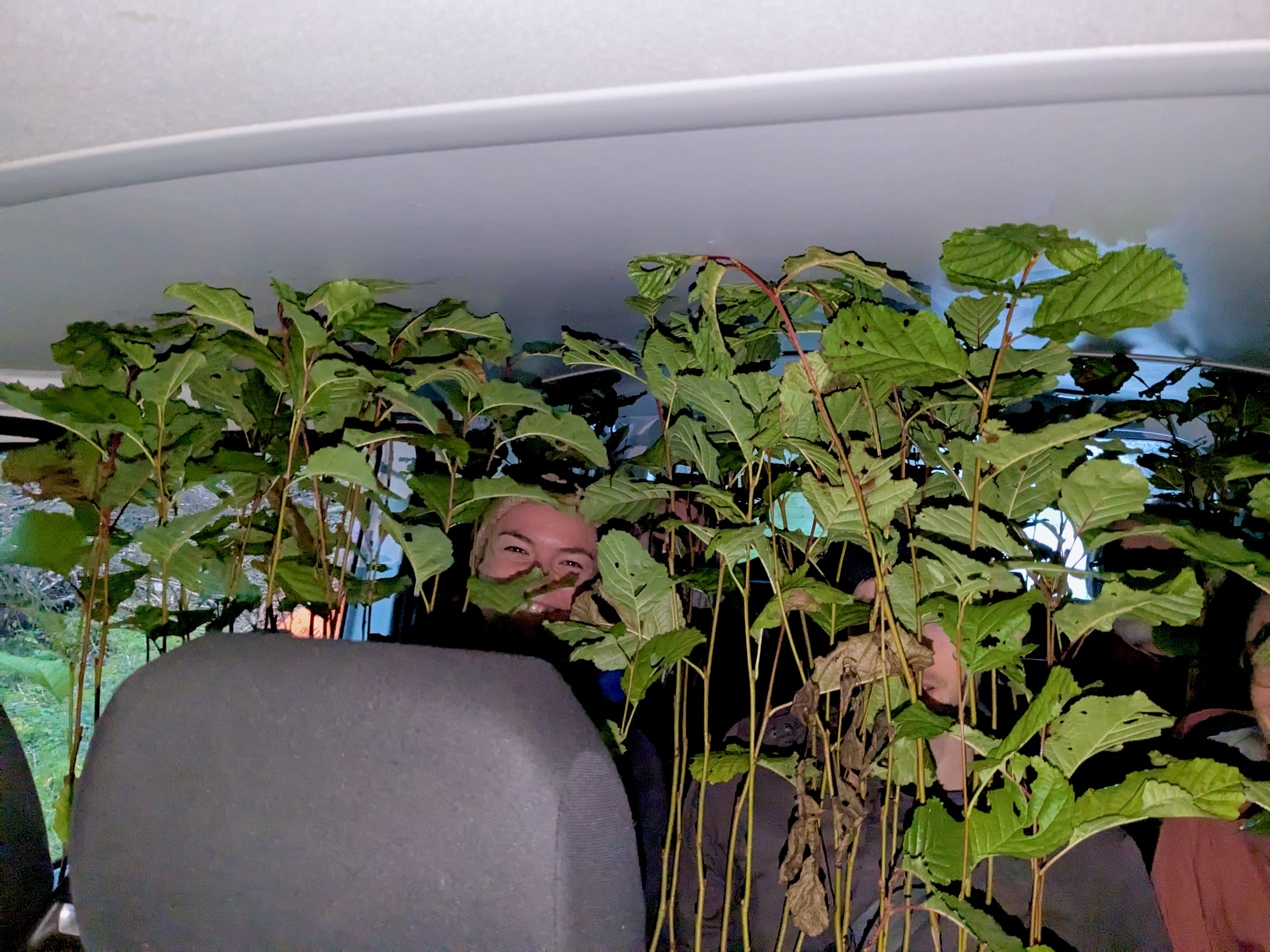 Alle angeschnallt? Hinter Grünpflanzen im Inneren eines Autos ist ein Menschengesicht zu erkennen