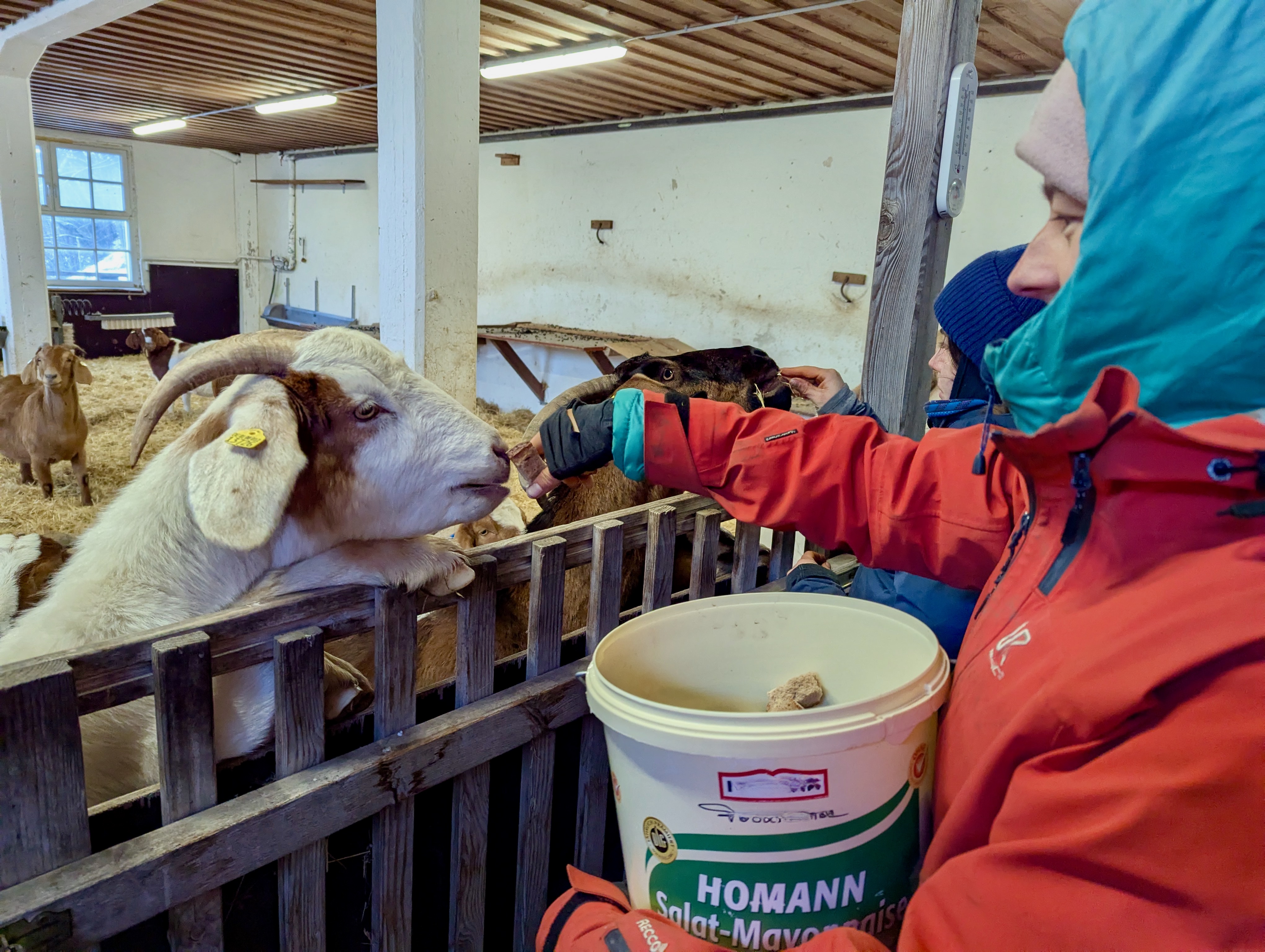 In einem Stille frisst eine Ziege hinter einer Absperrung stehend einem Mensch aus der Hand