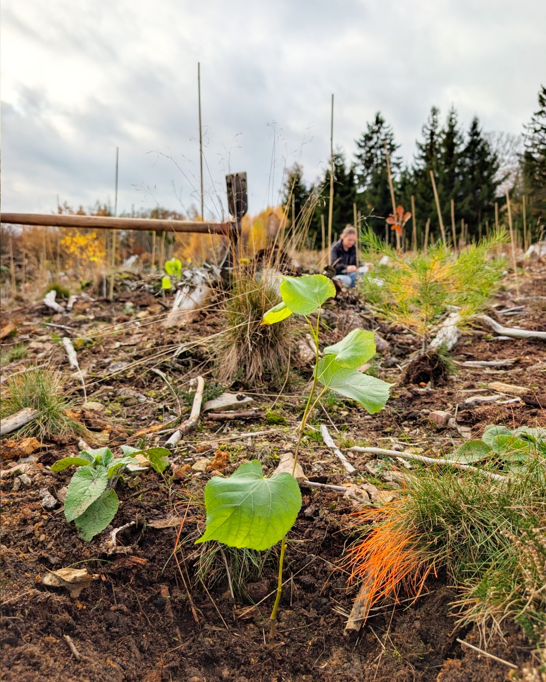 frisch gepflanzte Winterlinde auf Freifläche
