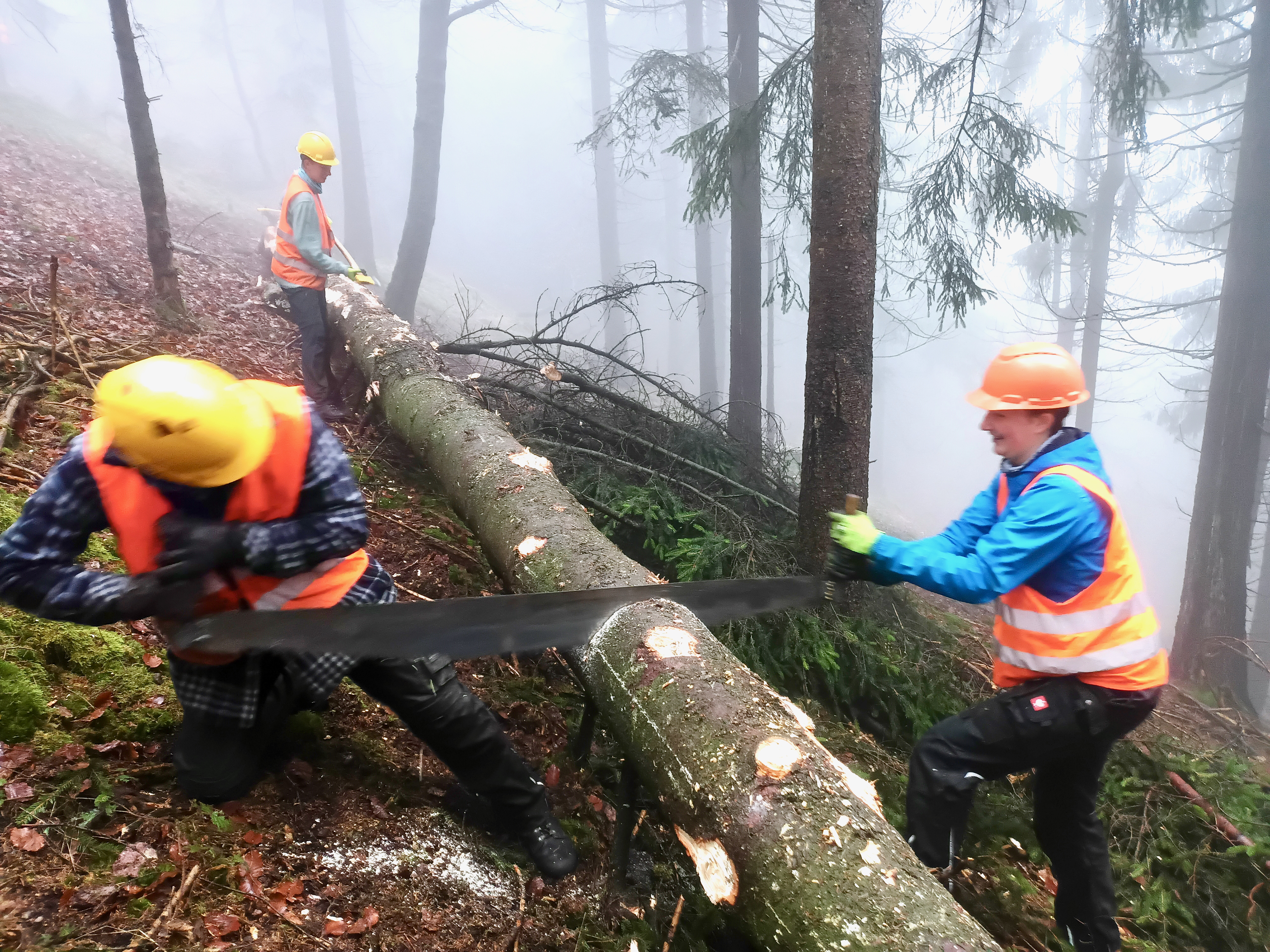 Ein liegender Baumstamm im nebligen Wald wird von zwei Menschen mit der Säge durchgesägt