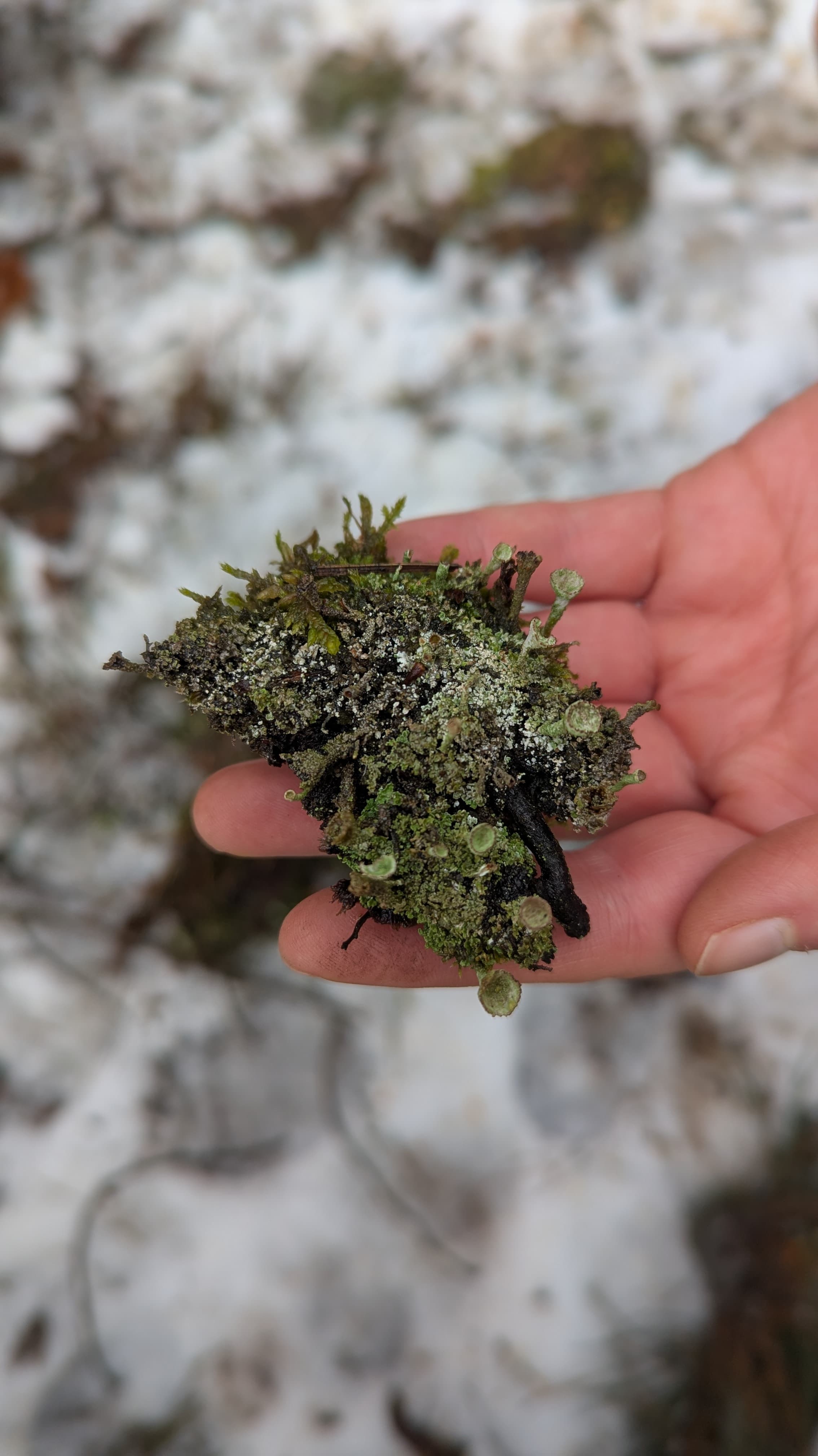 Eine Person hält eine Becherflechte in der Hand