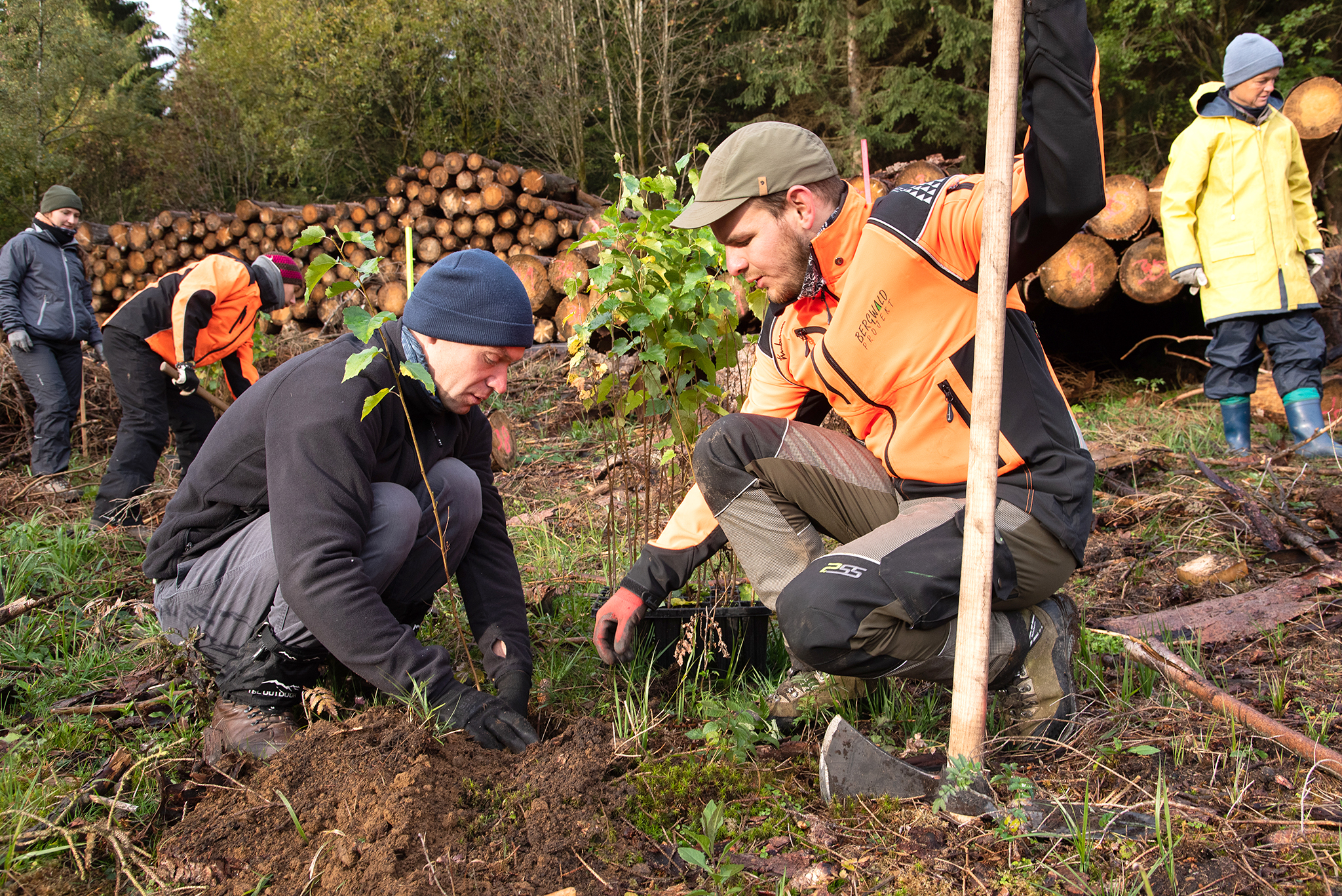 Gruppe beim Pflanzen von Birken