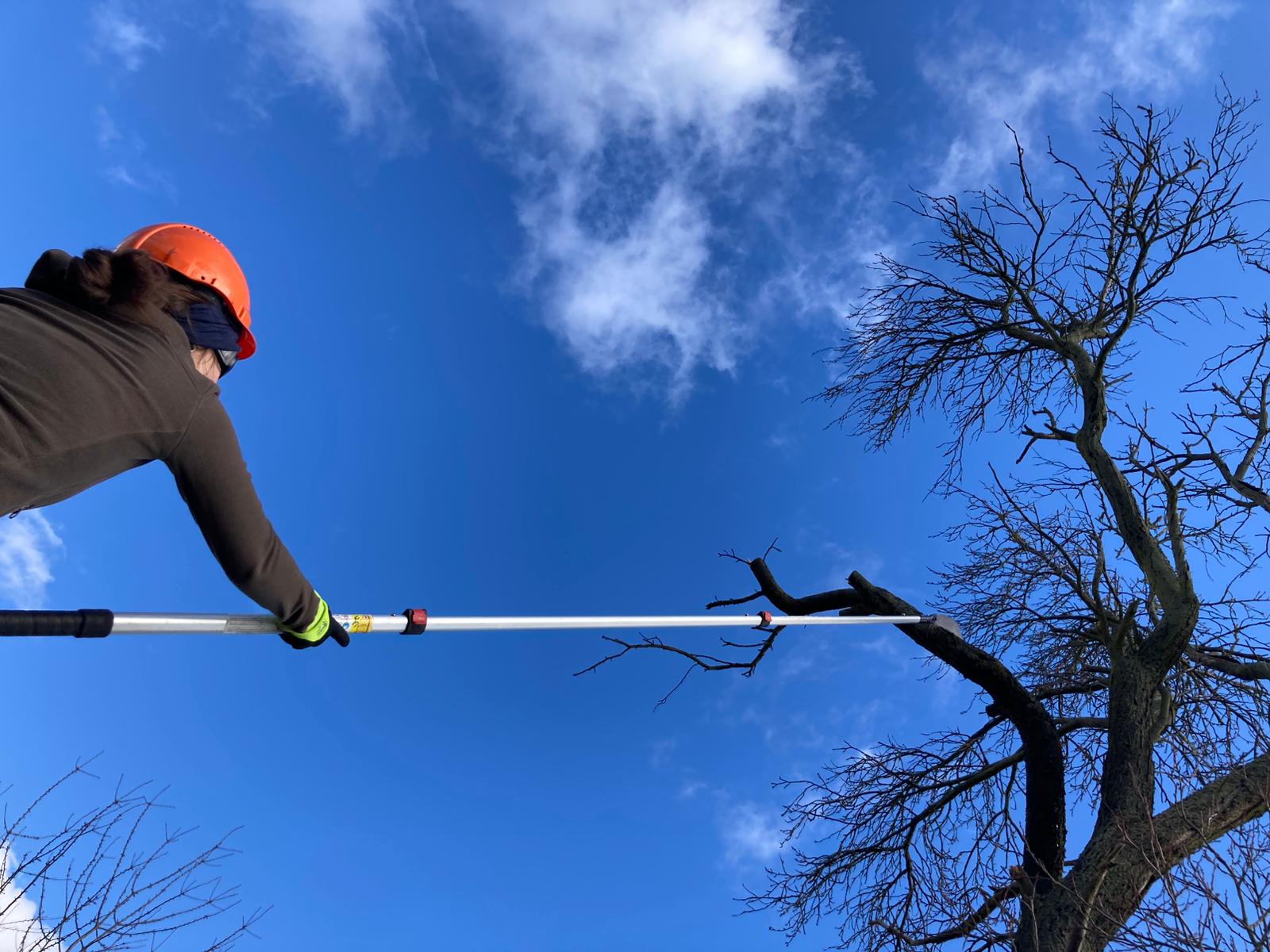 bwp_blog_hohe schrecke Person schneidet mit Teleskopsäge einen Ast ab