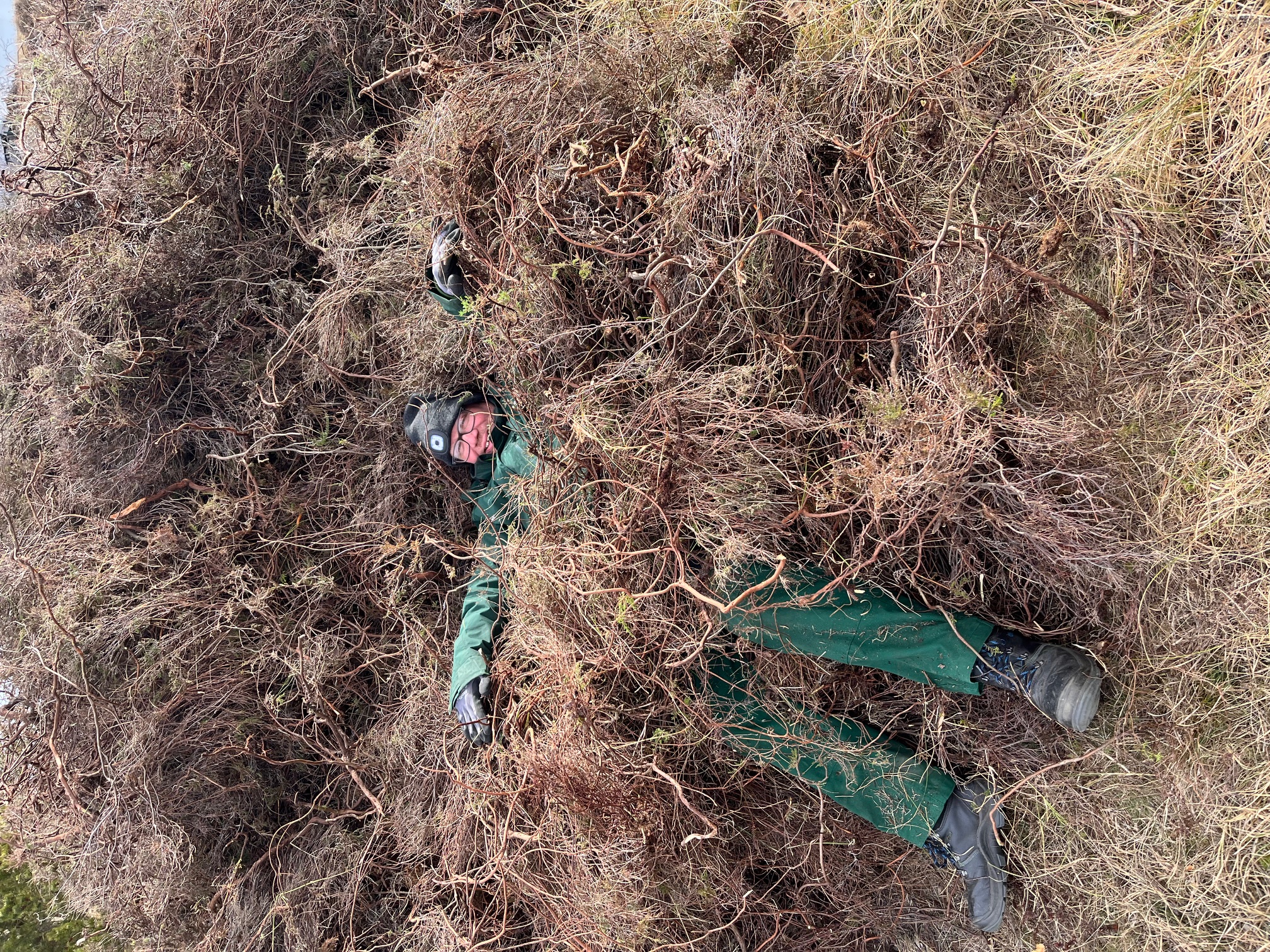Person liegt in einem Berg aus gezupften toten Heidepflanzen