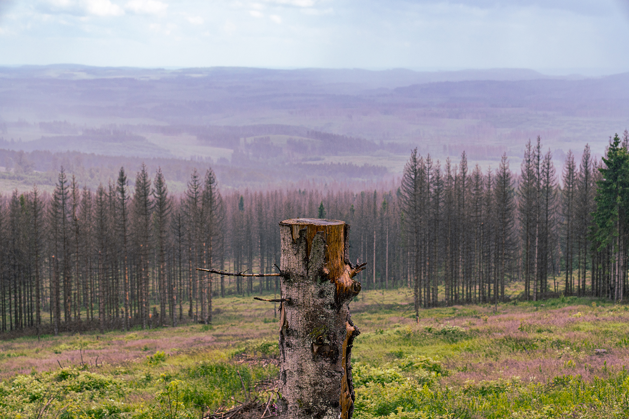Abgestorbene Bäume in der Landschaft