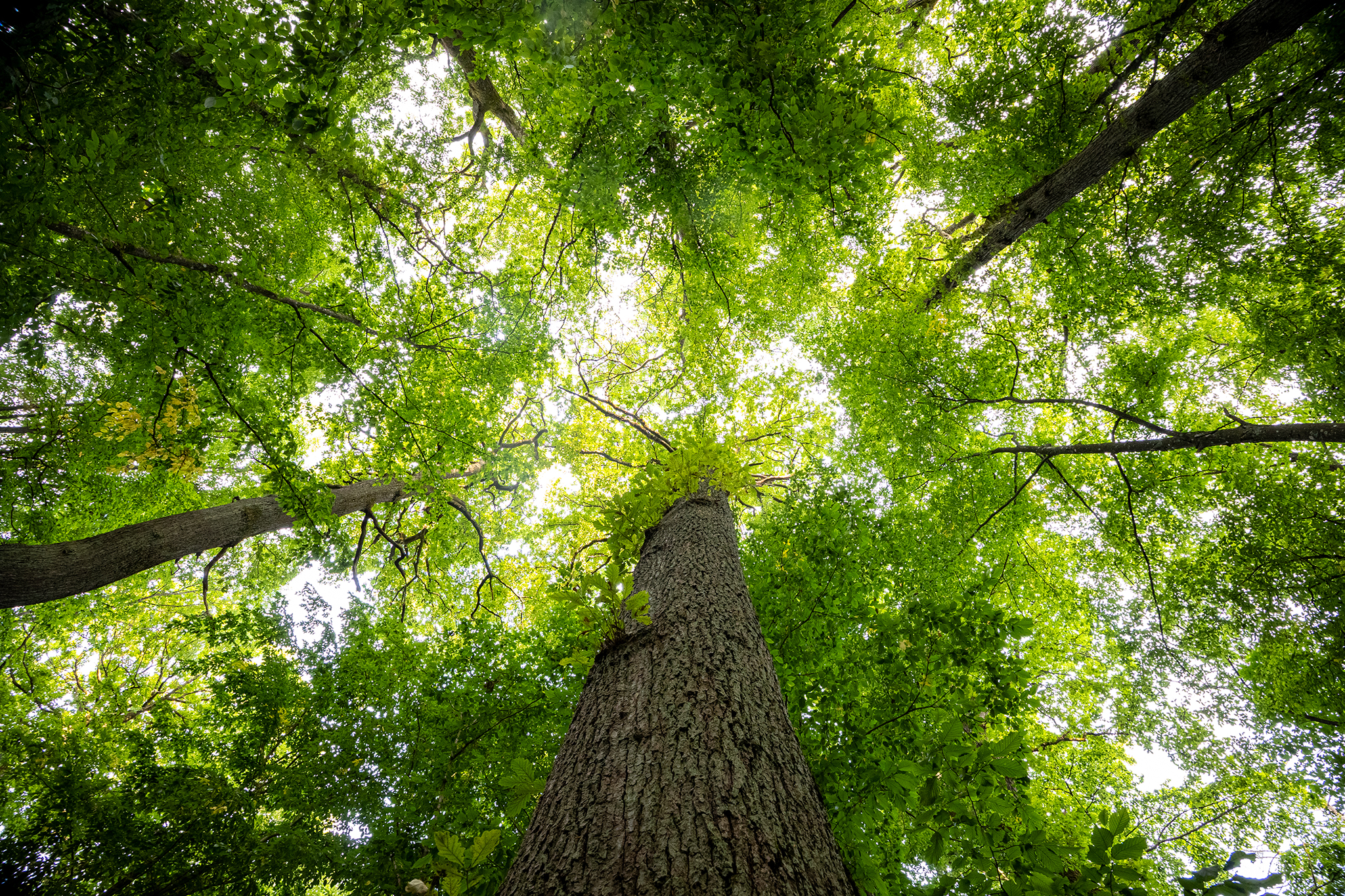 Blick in frühlingsgrüne Baumkronen