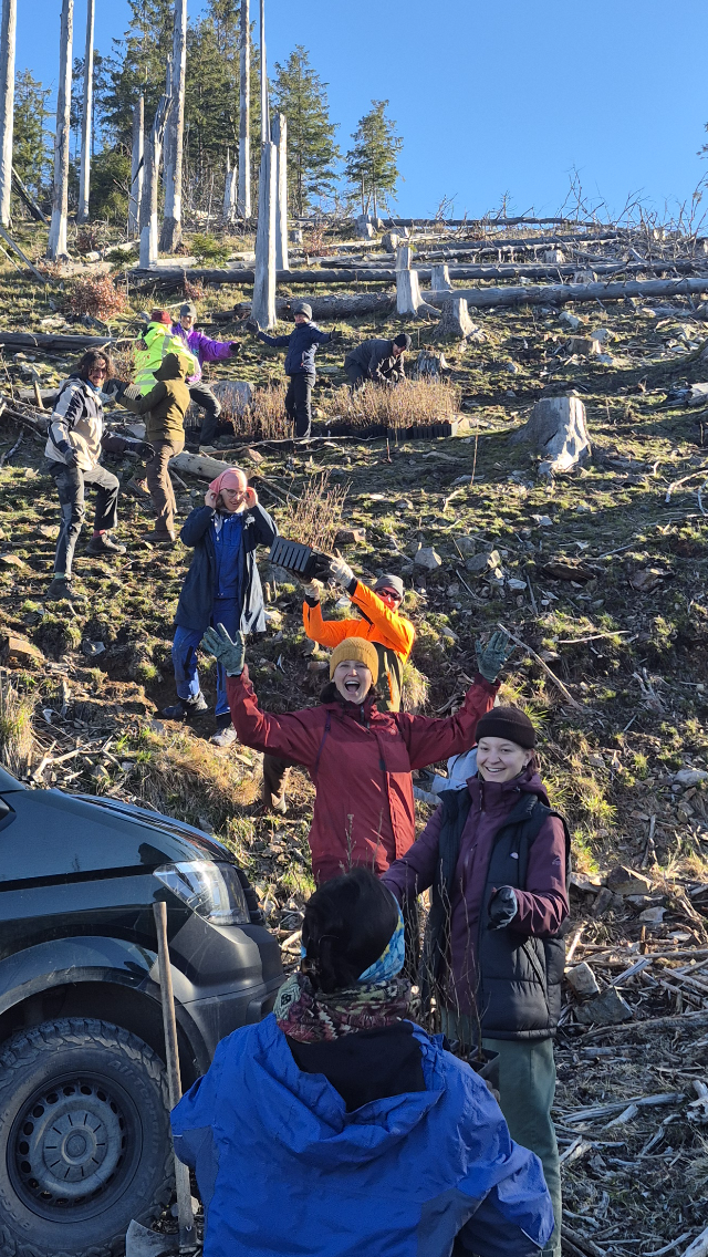 Personen transportieren Baumsetzlinge