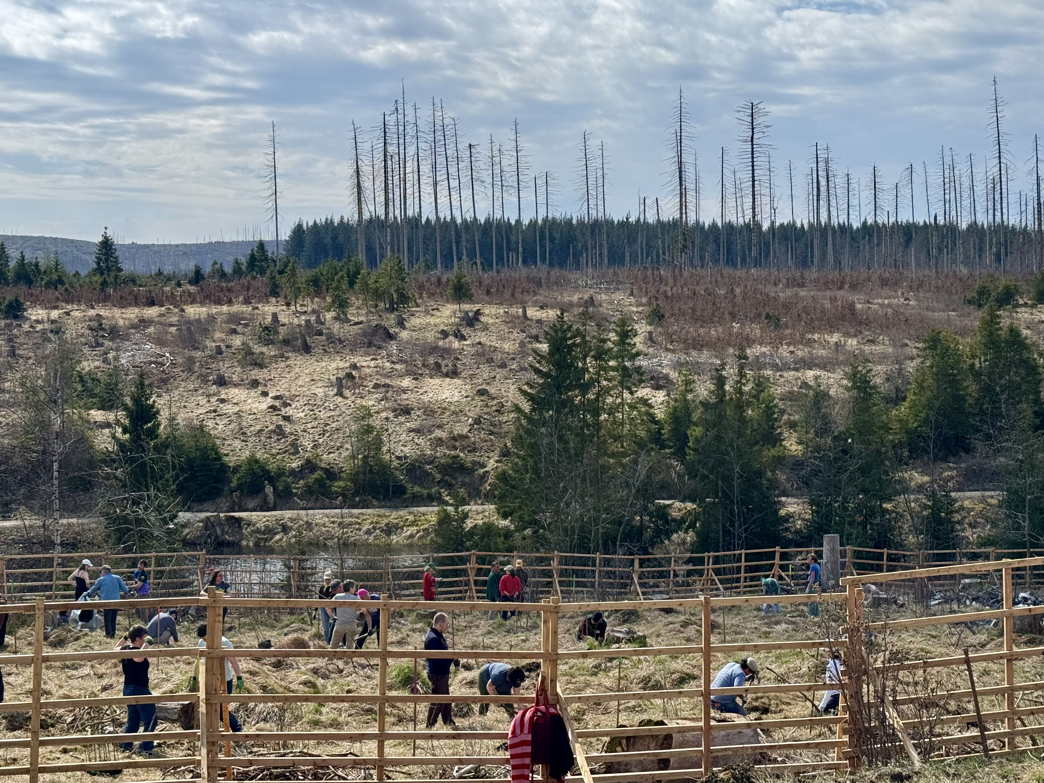 im Vordergrund pflanzende Menschen, im Hintergrund absterbende Fichten