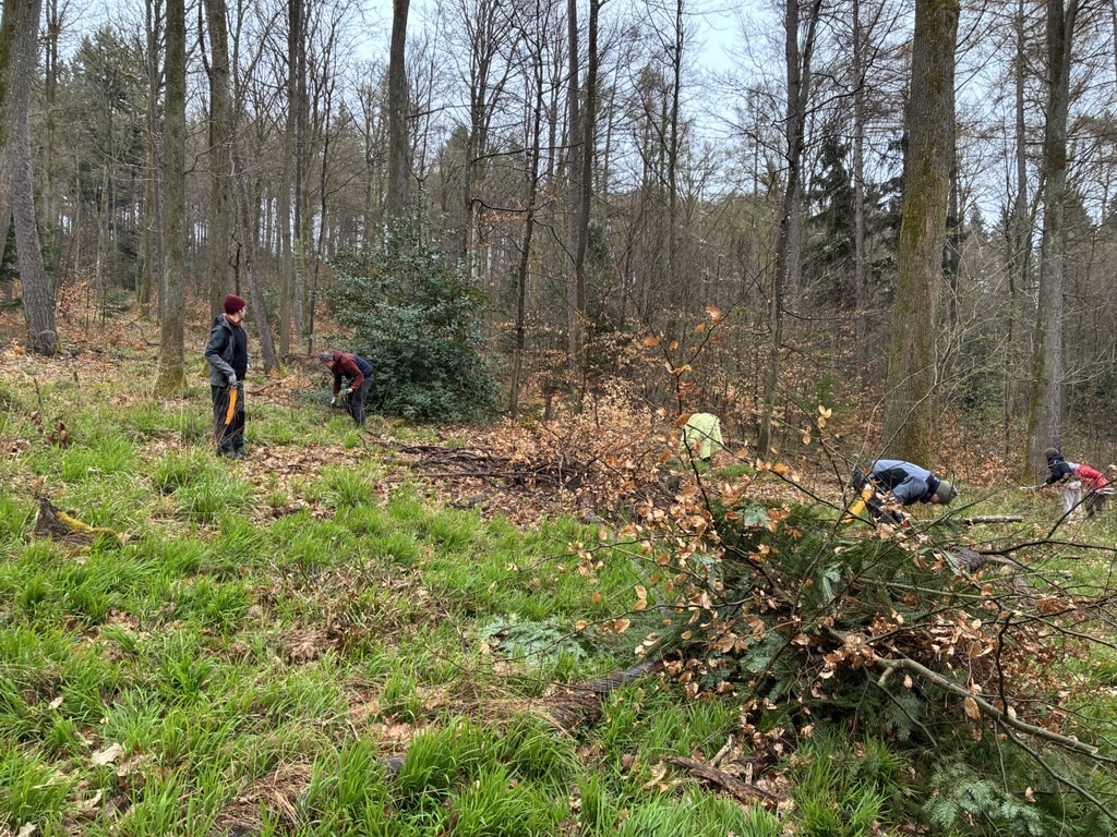 Menschen beid er Waldpflege