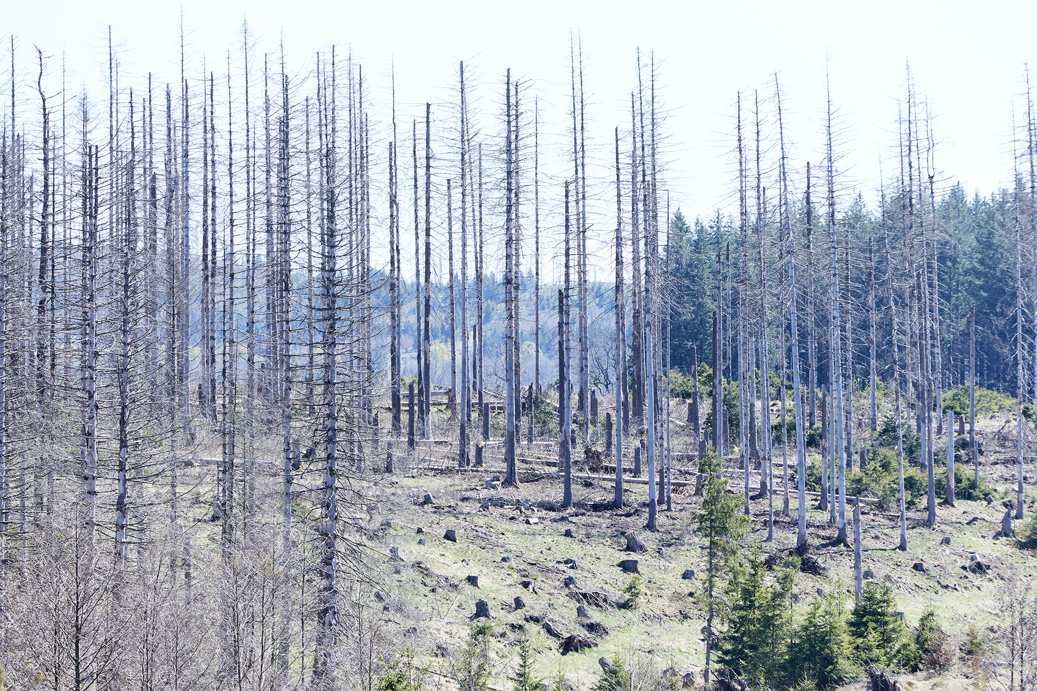 Tote Bäume in Braunlage