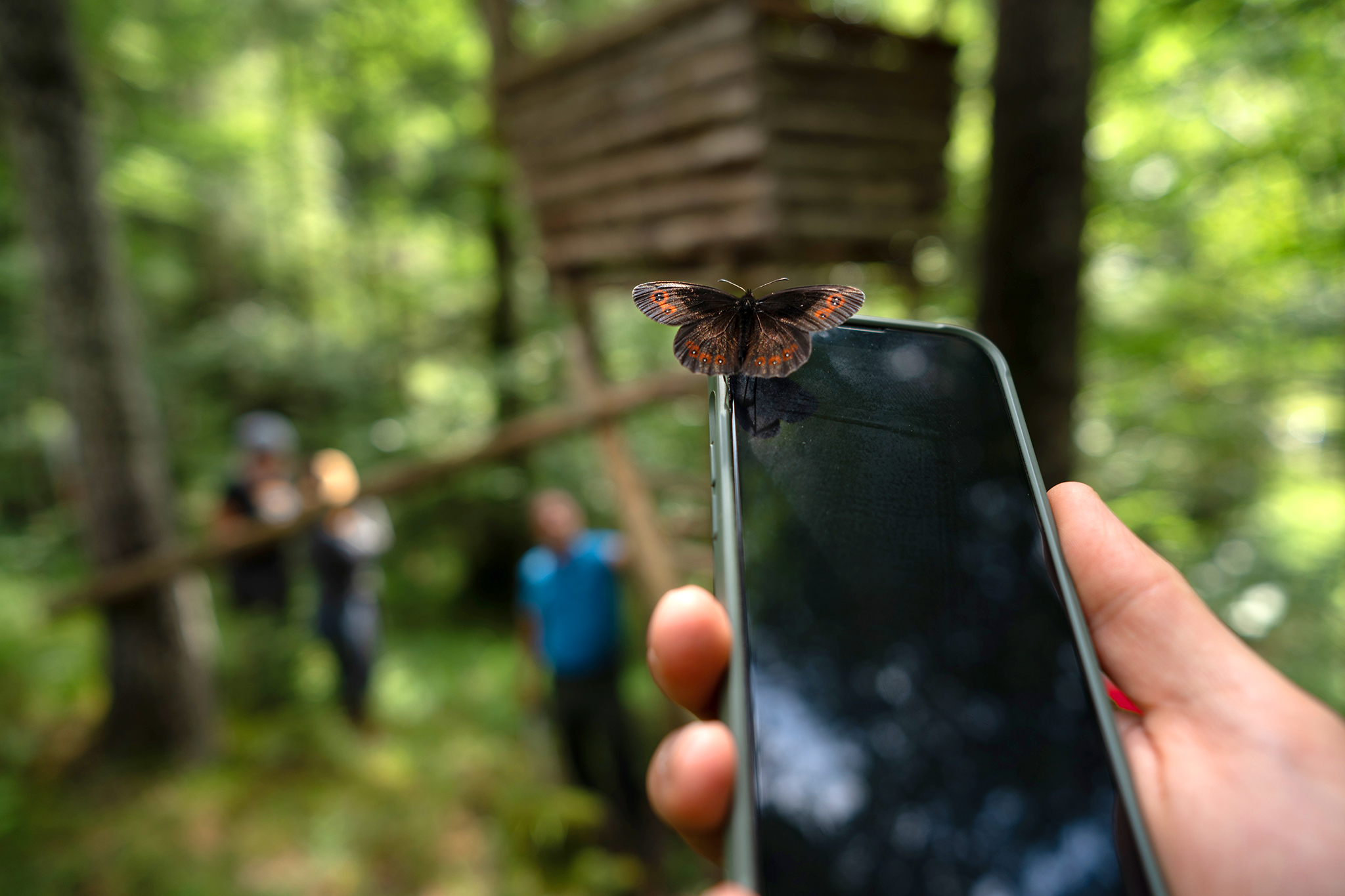 BWP_Aim2balance_HandySchmetterling.jpg Schmetterling auf Handy im Wald