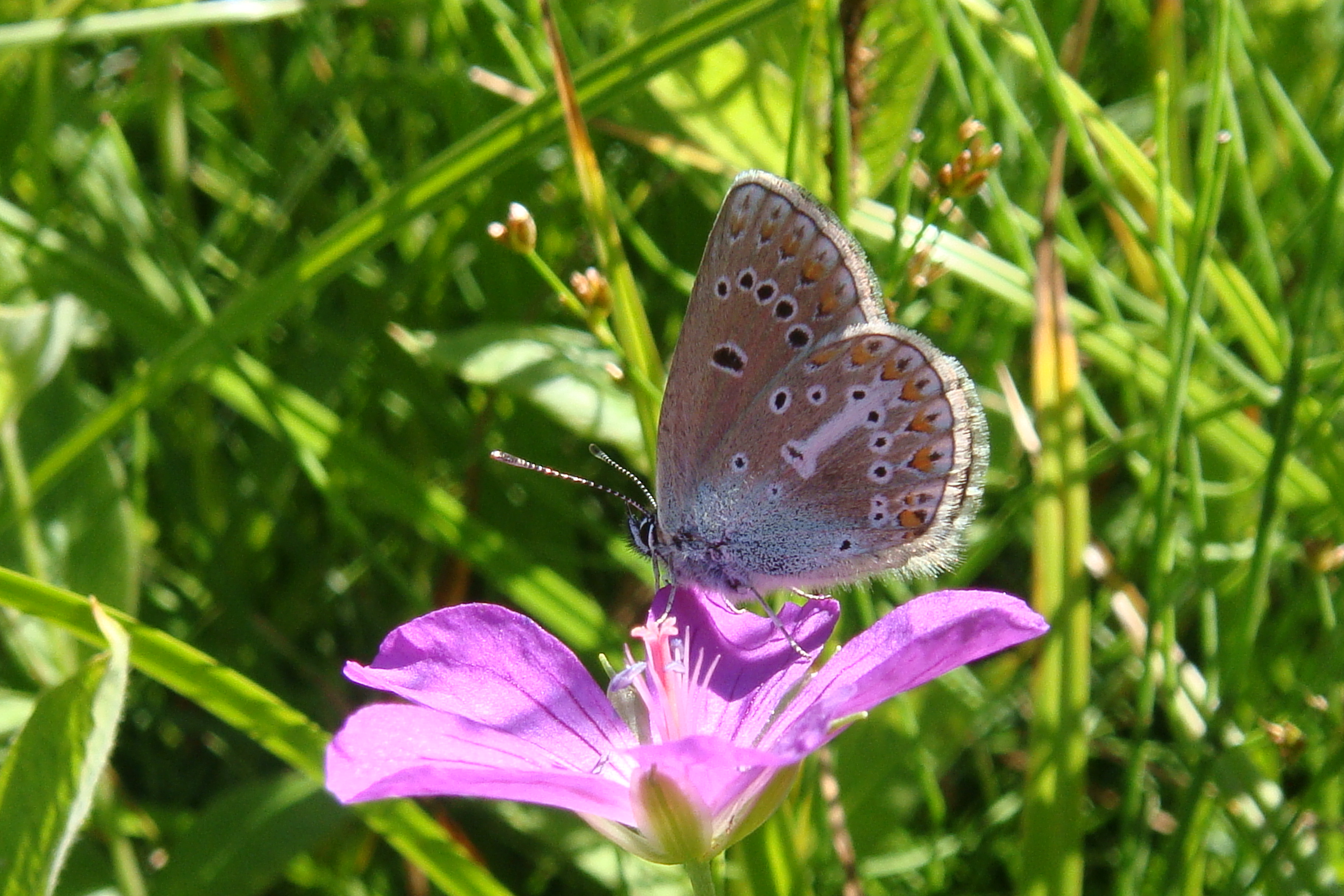 Ein Schmetterling sitzt auf einer Storchschnabelblüte inmitten einer grünen Wiese