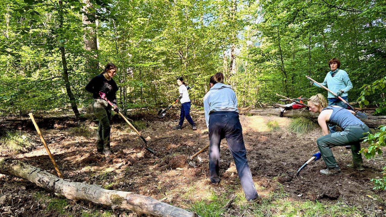 Fünf Menschen stehen mit Werkzug in einer kleinen Waldlichtung und bearbeiten den Rohboden