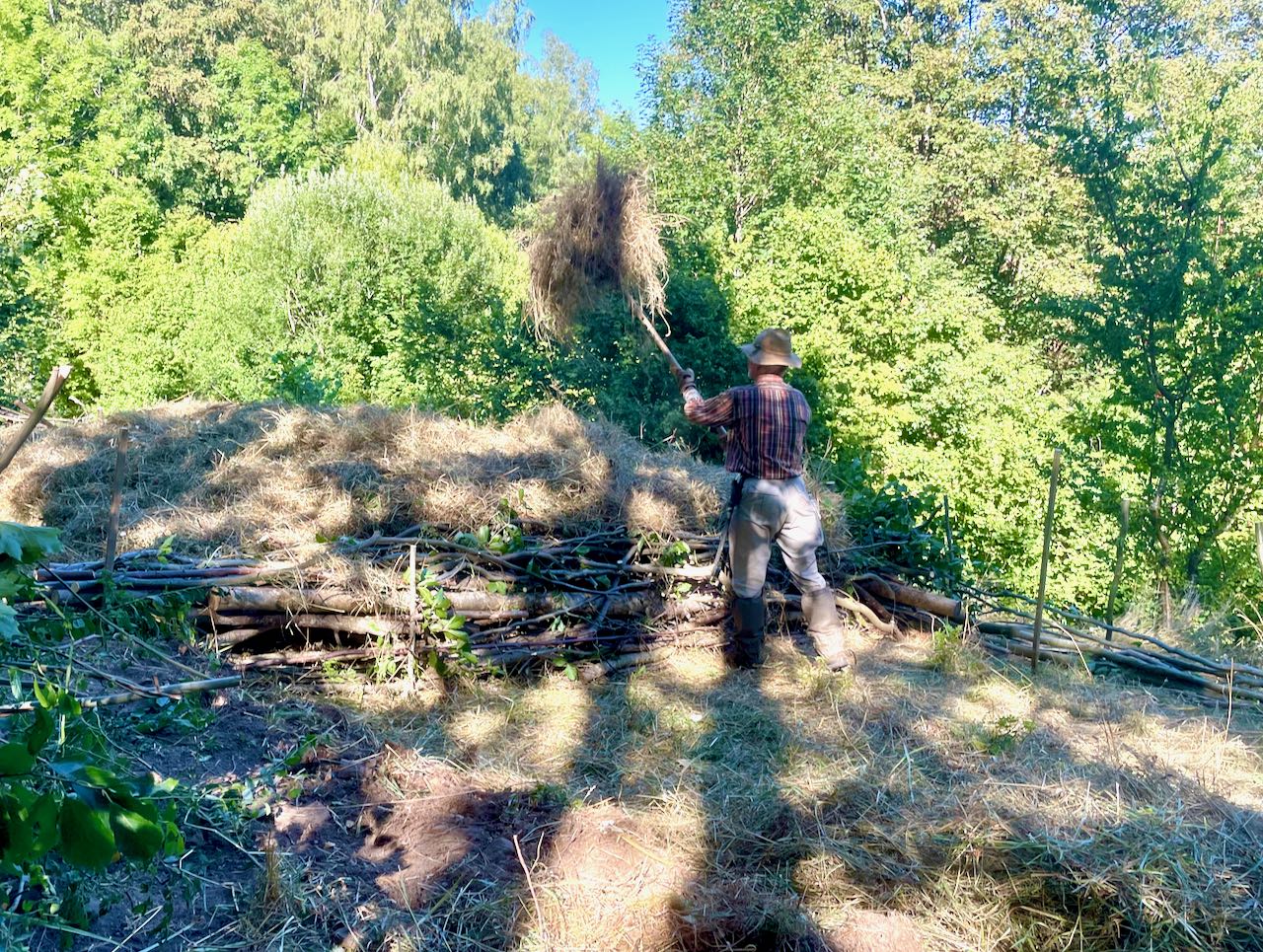 Heuernte im Zukunftswald Ein Mann wirt mit einer Heugabel im Halbschatten im Wald Heu auf einen Haufen