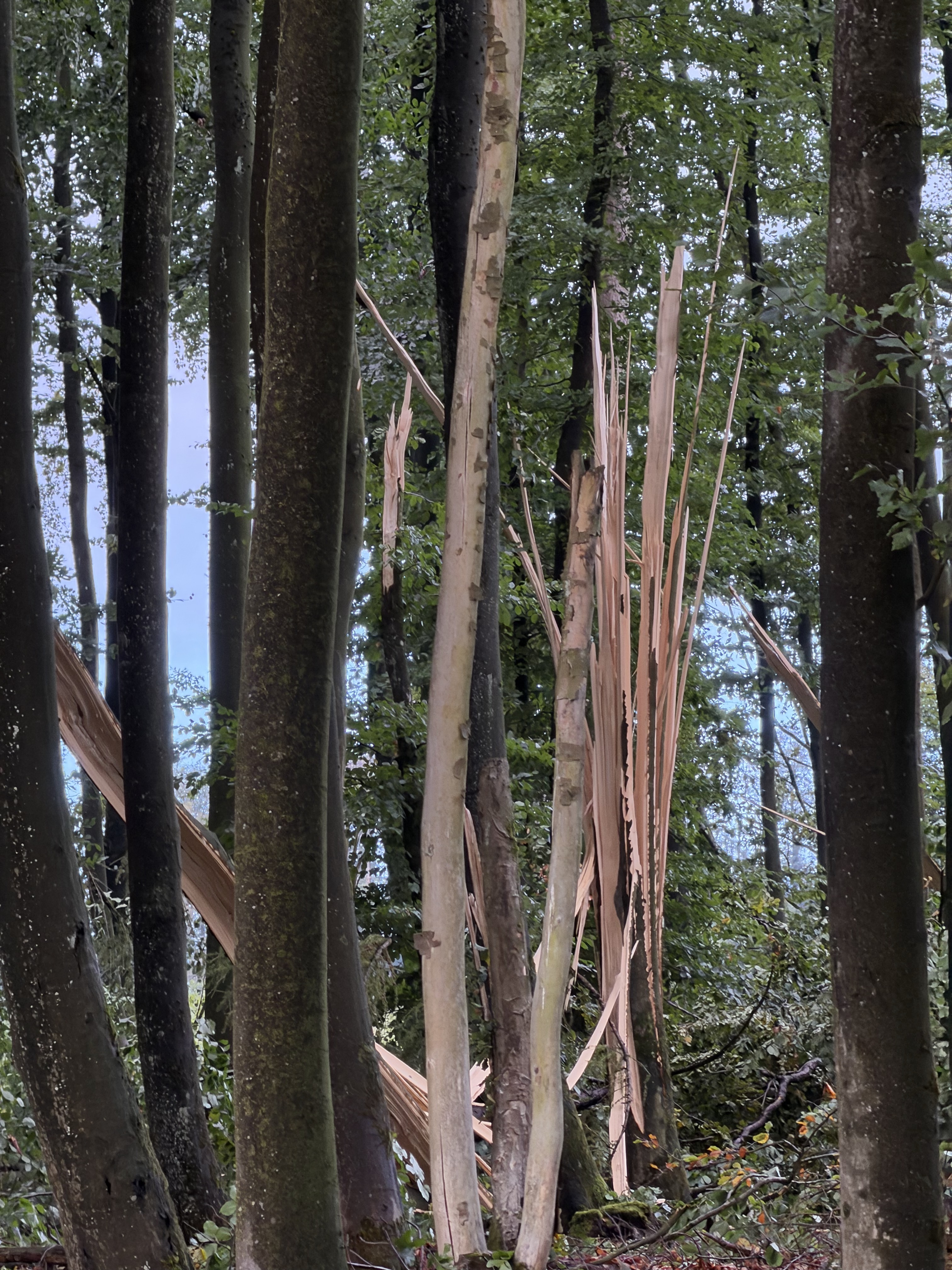 Geborstener Baum