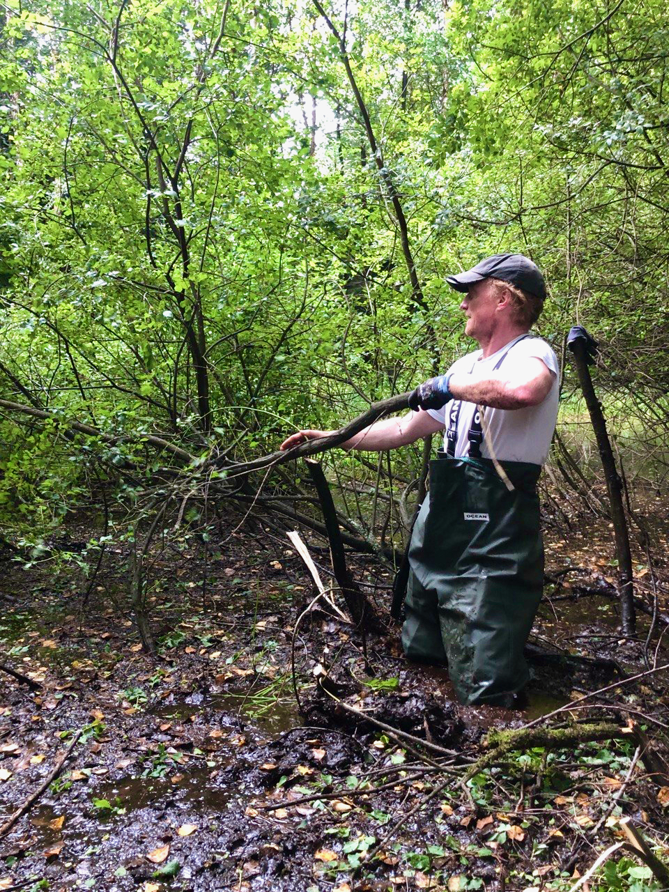 Ein Mann steht mit einer Watthose knietier im Schlamm im Wald und hat einen abgesägten Weidenast in der Hand.