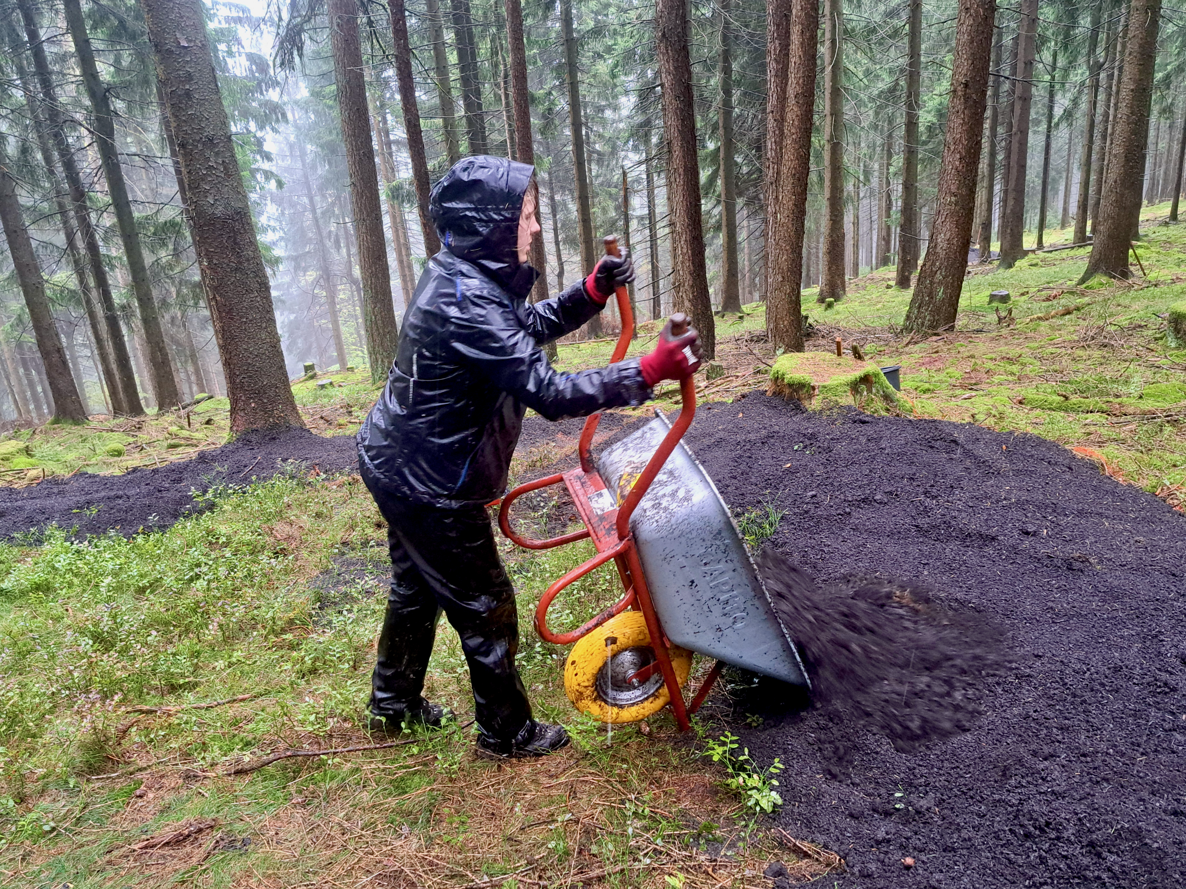 Fertigkompost für ausgelaugte Fichtenböden Ein Mensch kippt mit einem Schubkarren dunkle Erde auf einen Waldboden mit Fichtenstämmen im Hintergrund