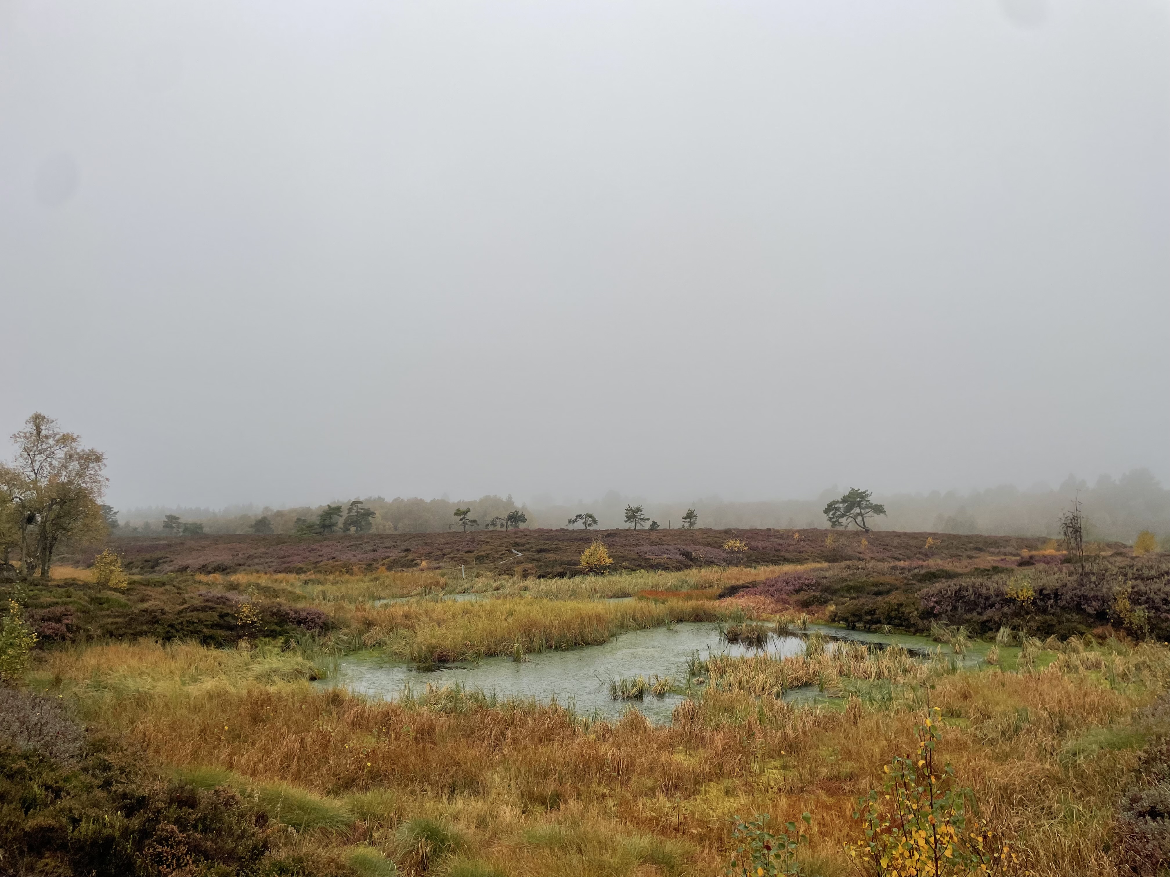Blick über ein wiedervernässtes Rotes Moor im Regen