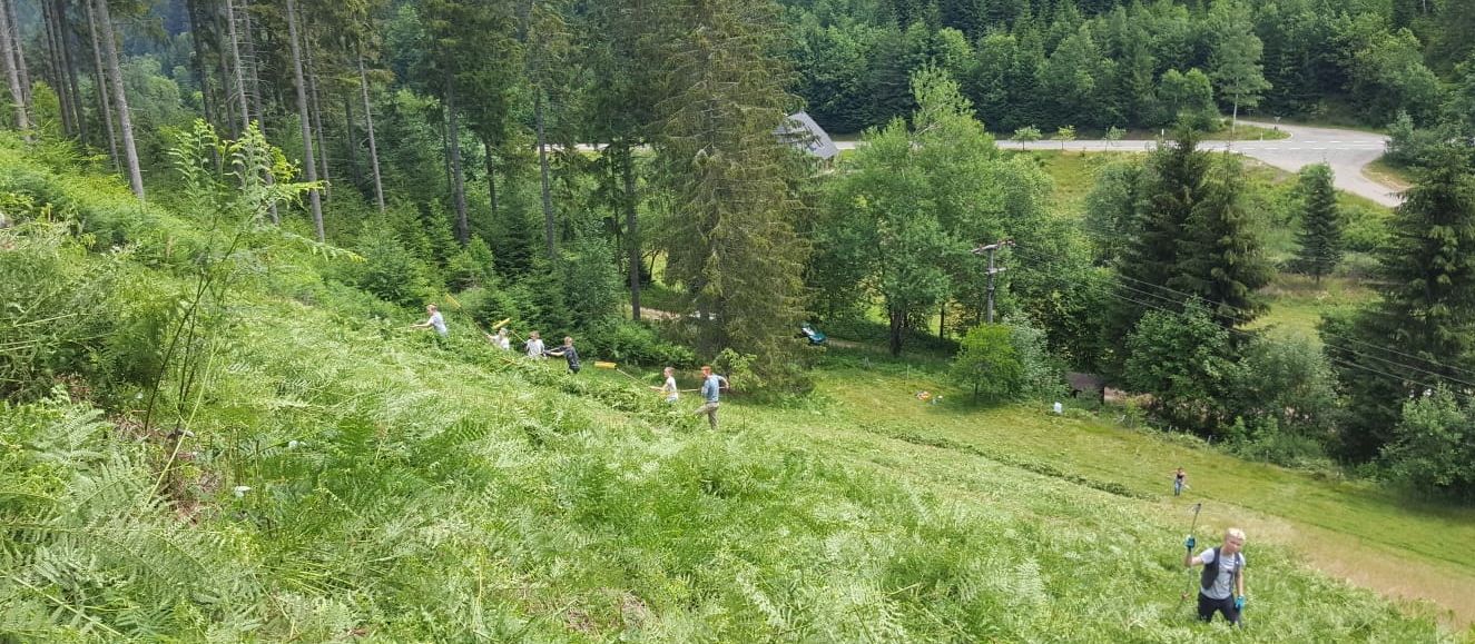 Der Adlerfarn muss weg Der Adlerfarn muss weg