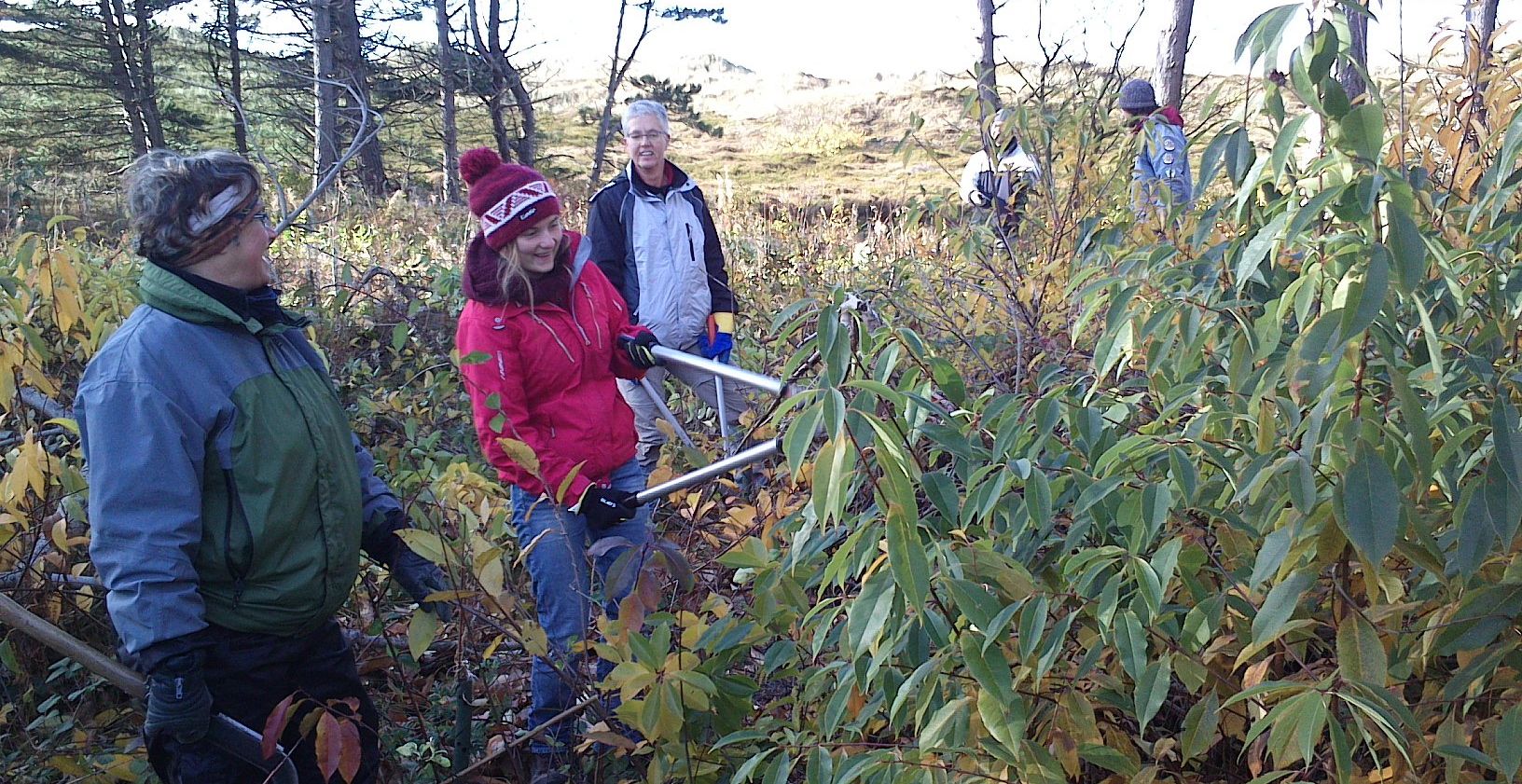 Jungwuchspflege auf Amrum