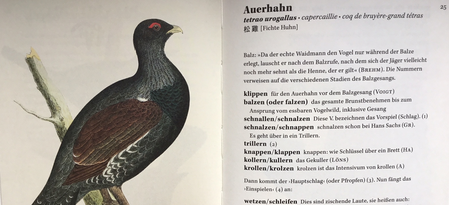 Wie klingt der Auerhahn?