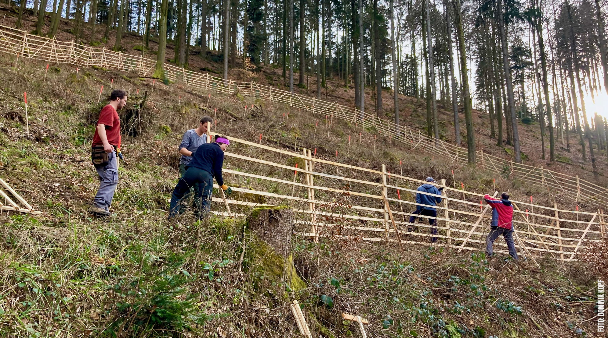 Hordengatterbau für Eichenwildlinge Hordengatterbau für Eichenwildlinge