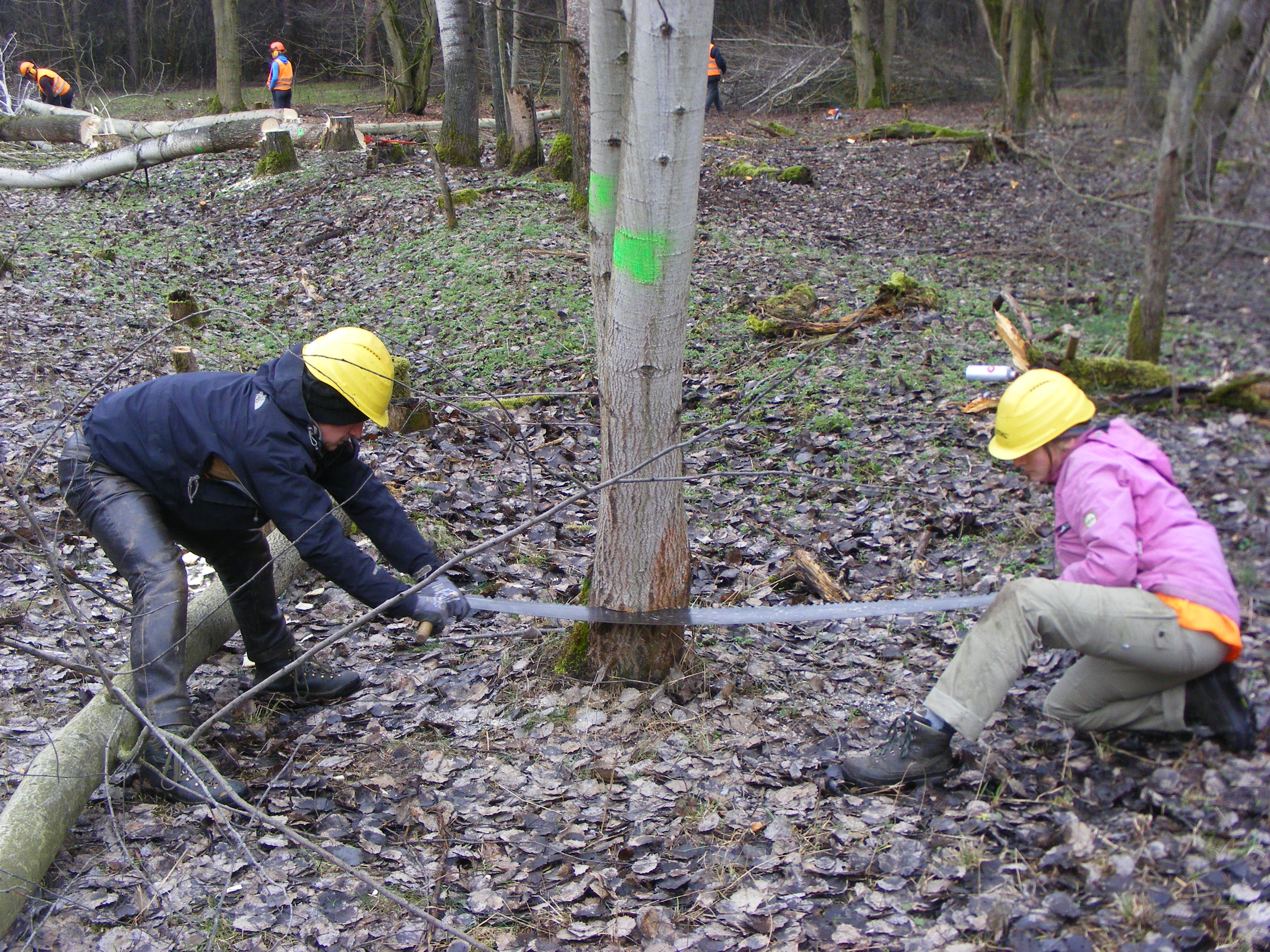 Ritsche-Ratsche mit der Säge: Fällen der Bedränger in Hainberg Fällen der Bedränger in Hainberg