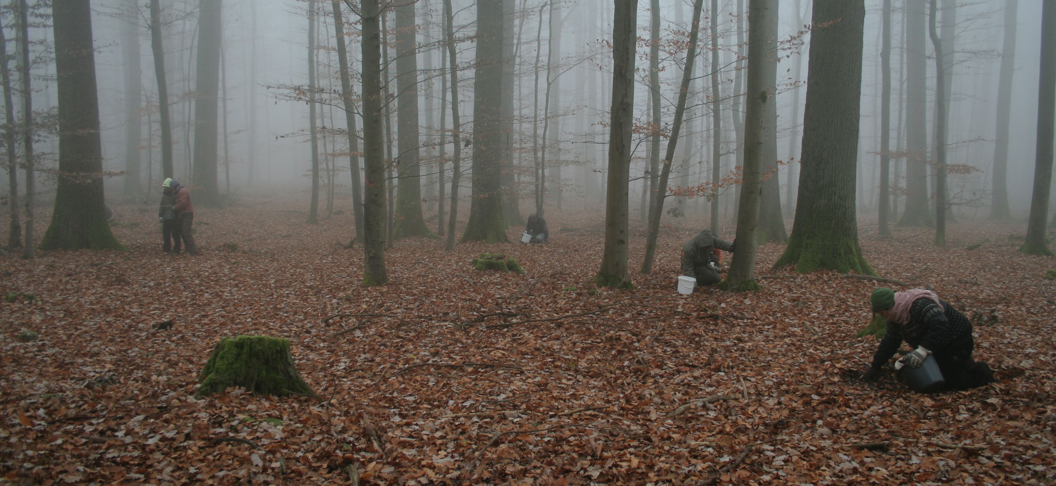 Eichelsammeln im Spessart