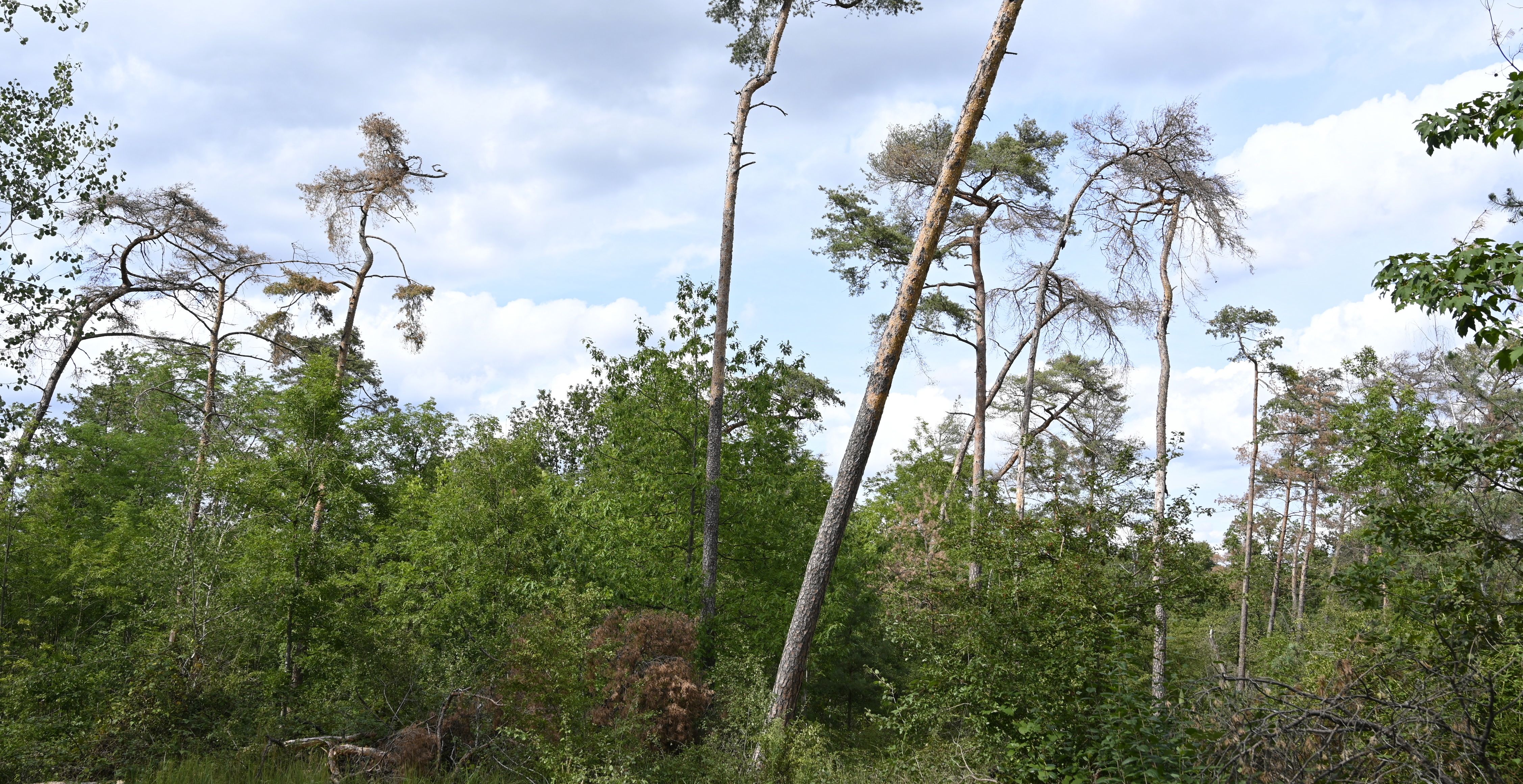 Absterbende Kiefern auf Sandstandort Absterbende Kiefern auf Sandstandort