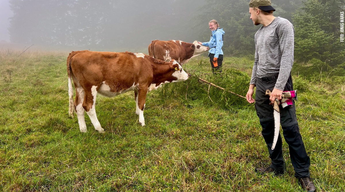 Rindviecher bei der Borstgrasrasenpflege am Feldberg Rindviecher bei der Borstgrasrasenpflege am Feldberg