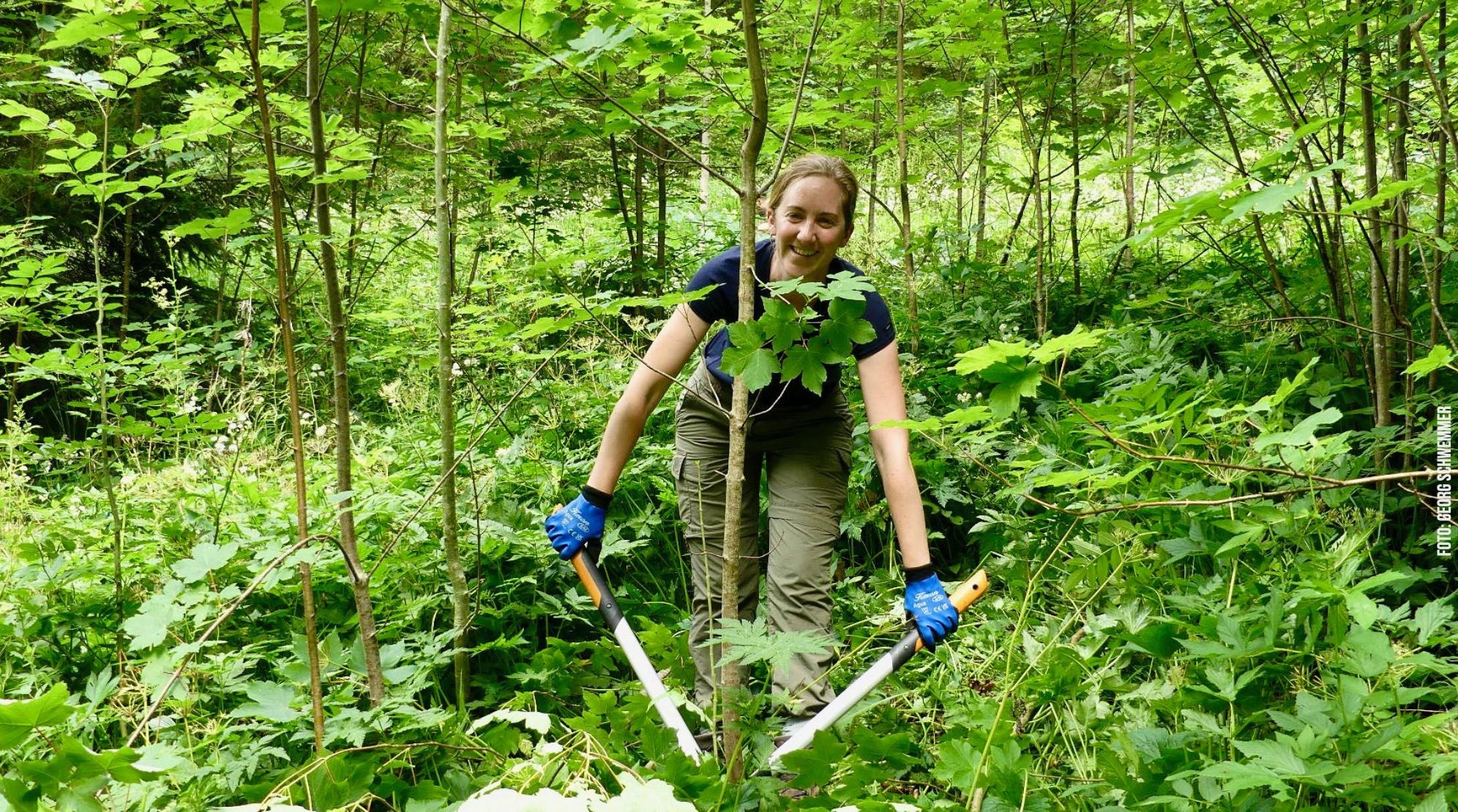 Rückverwandlung eines Wäldchens in eine Streuwiese Rückverwandlung eines Wäldchens in eine Streuwiese