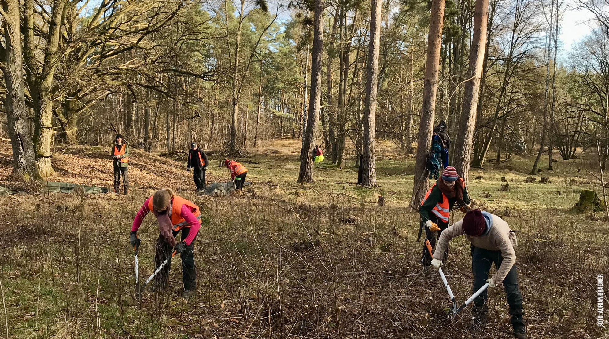 Hutewaldplfege mit Astscheren und Bückhaltung Hutewaldplfege mit Astscheren und Bückhaltung