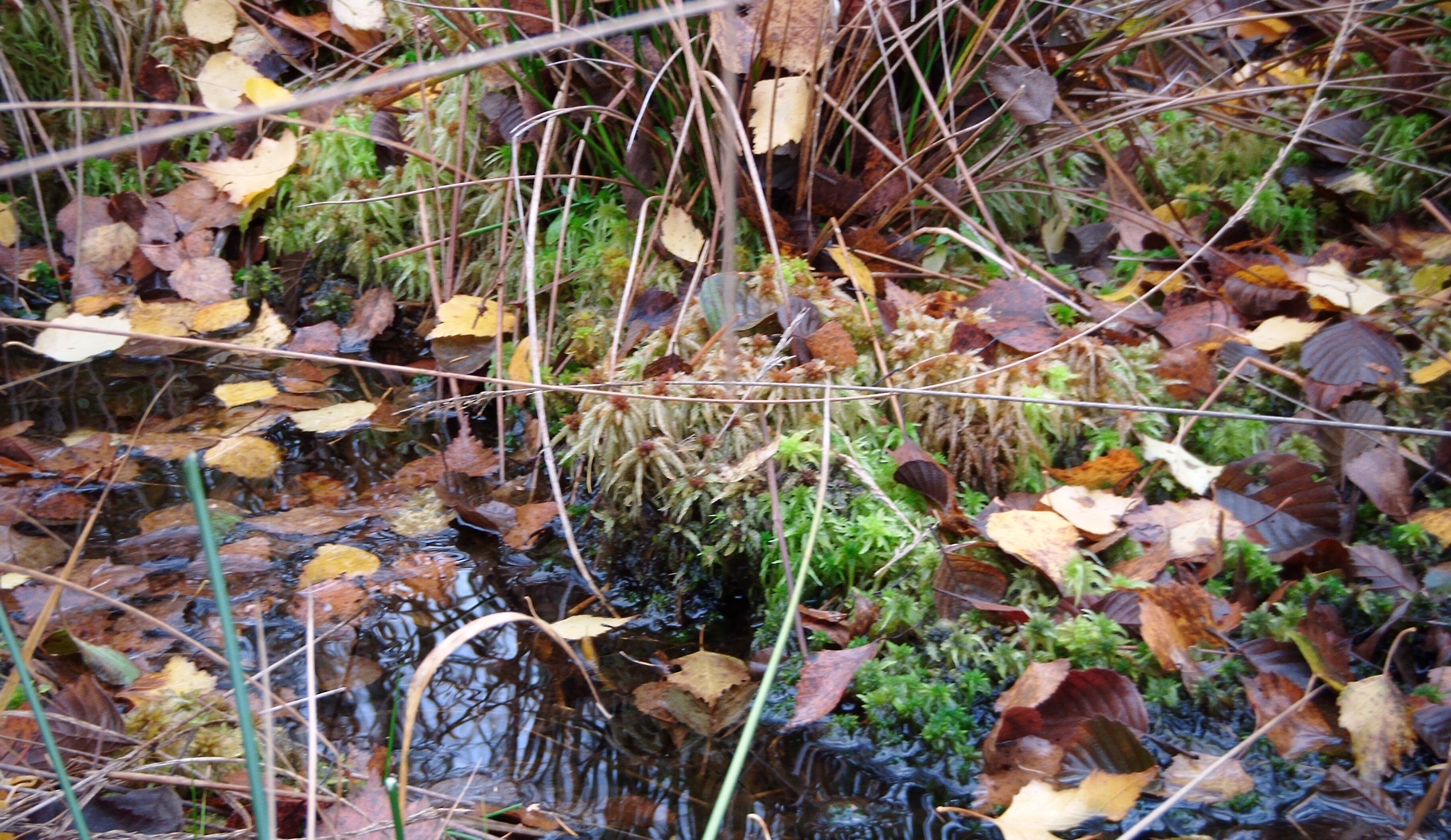 Stehendes Wasser ist Erfolgszeichen der Moorvernässung